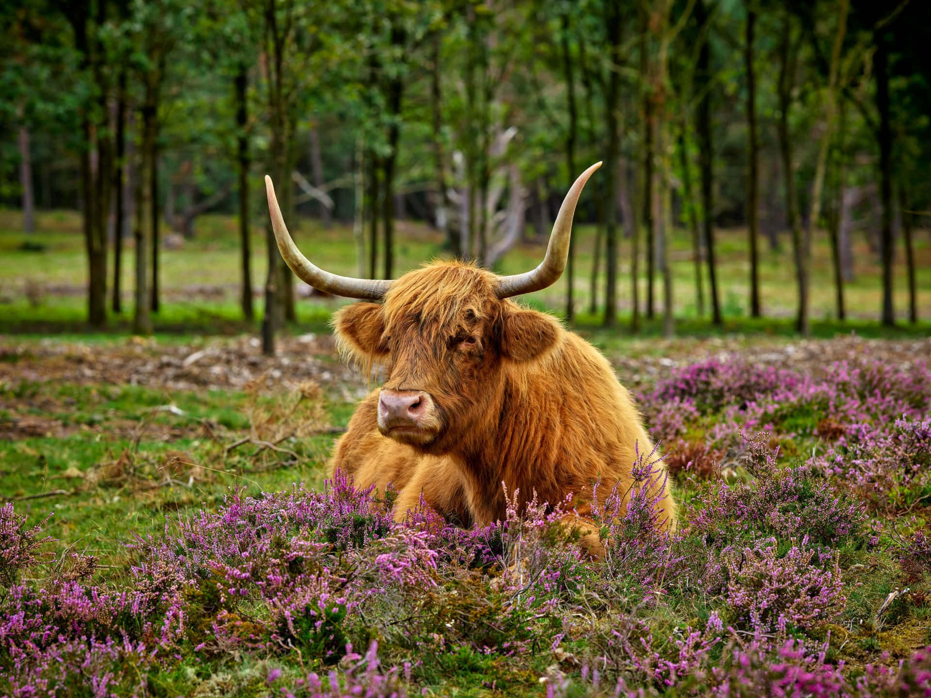 Highland Cow, purple heather, sunlit forest clearing, Full HD Desktop Wallpaper