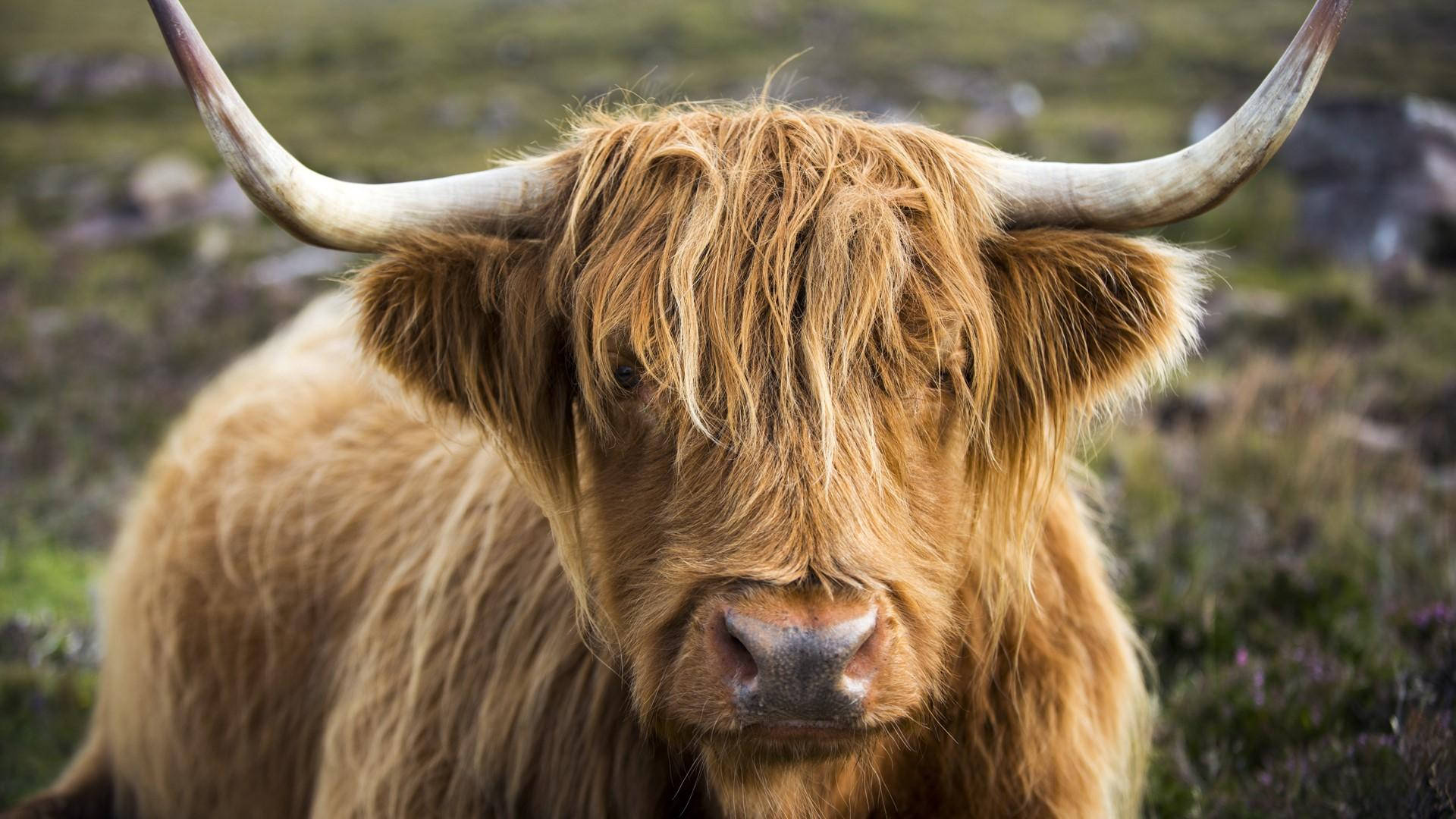 Highland cow, long shaggy golden fur, curved horns, Full HD Desktop Wallpaper