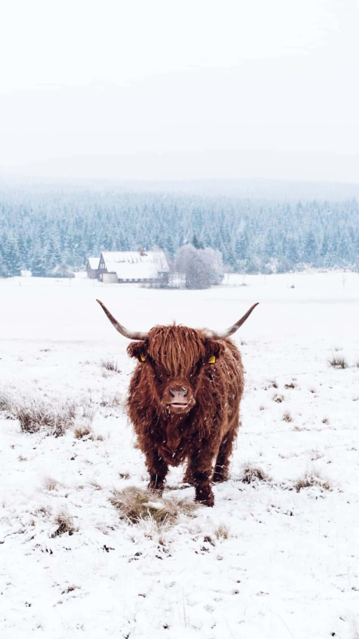 Highland Cow, snowy field, distant snow-covered cabin, Full HD Phone Wallpaper