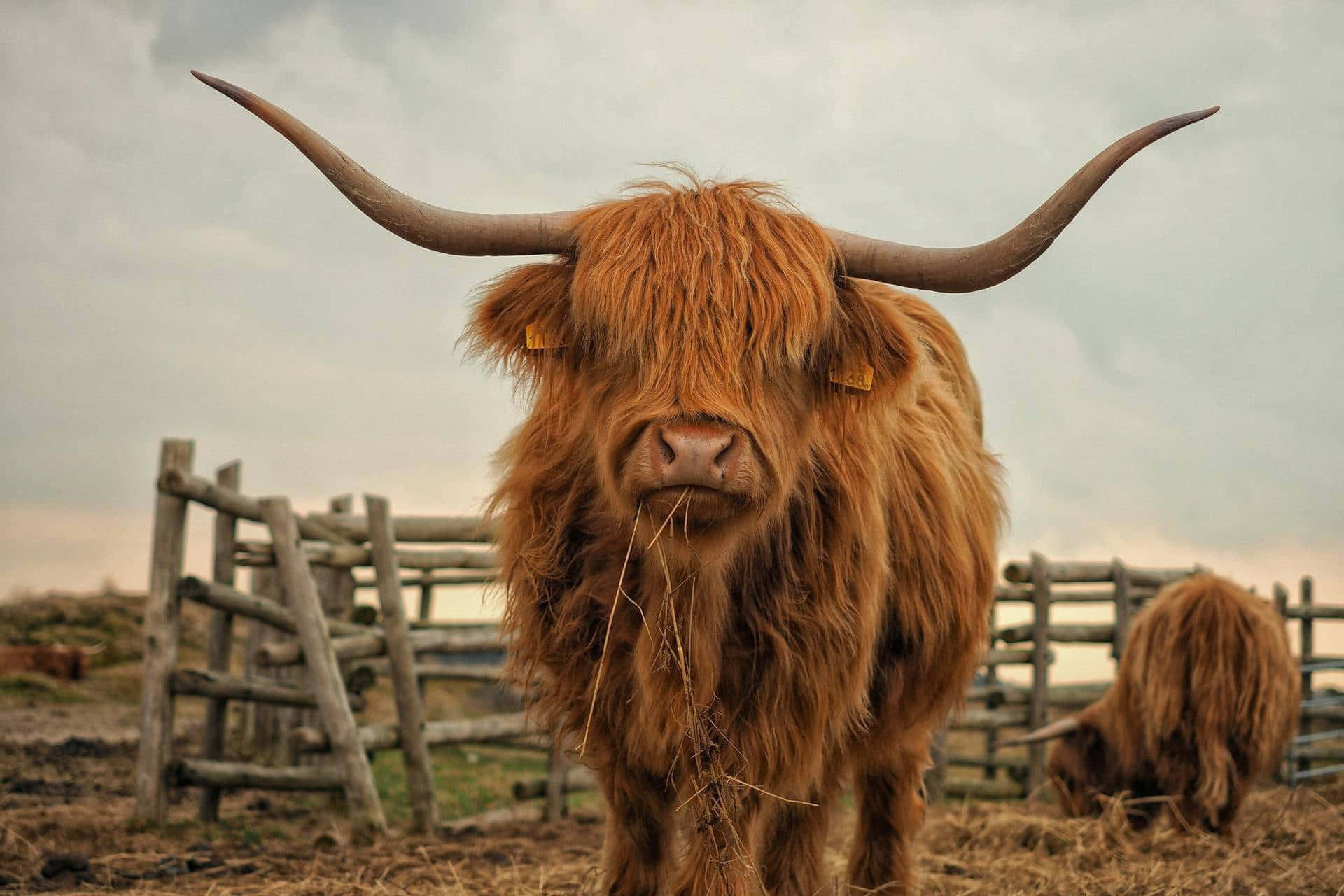 Highland Cow, fenced field, cloudy sky, Full HD Desktop Wallpaper