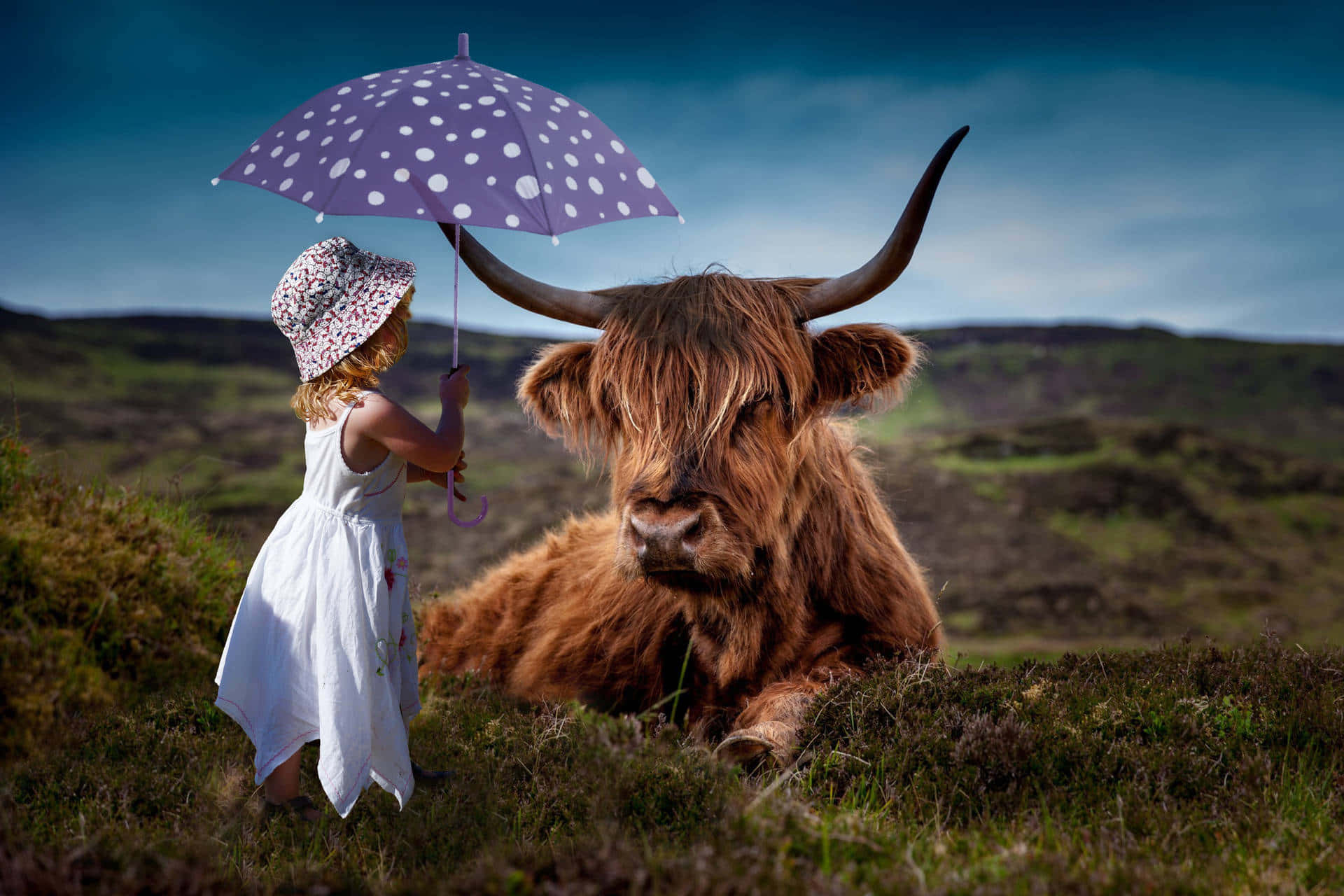 girl with umbrella, highland cow, white dress, Full HD Desktop Wallpaper