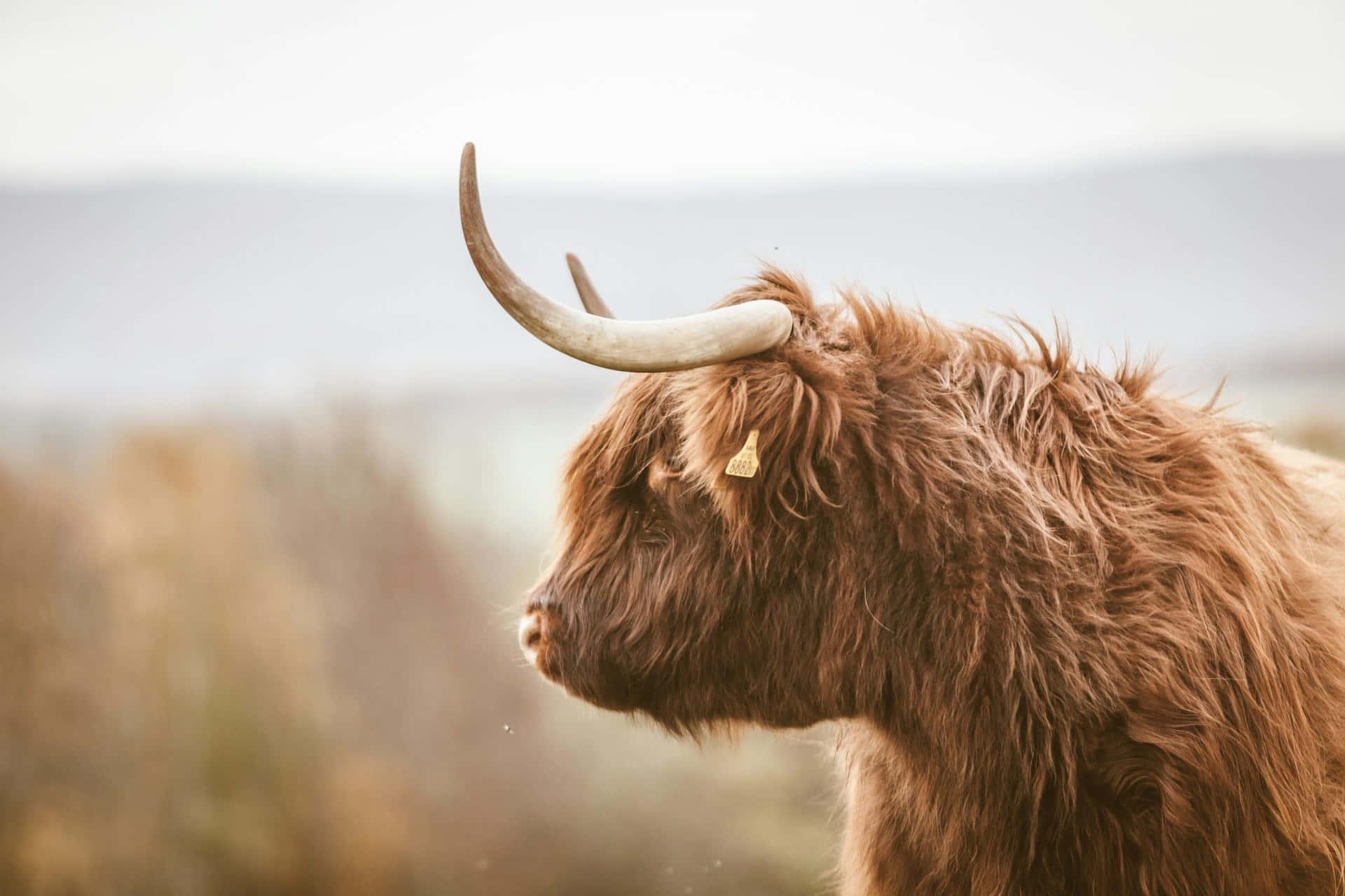 highland cow, brown, curved horns, Full HD Desktop Wallpaper