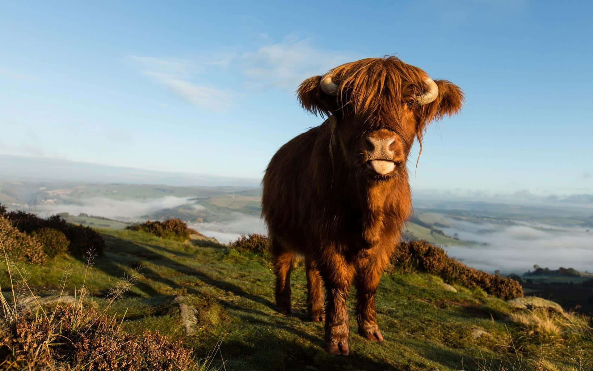 Highland Cow, misty morning, hilltop, Full HD Desktop Wallpaper