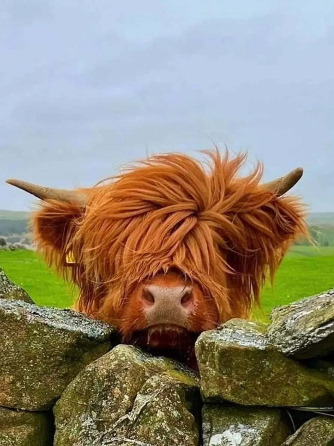 Highland Cow, stone wall, mossy stone wall, HD Phone Wallpaper