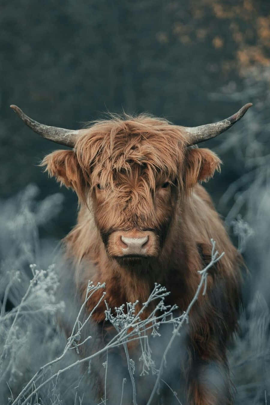 Highland Cow, frosty field, misty background, HD Phone Wallpaper