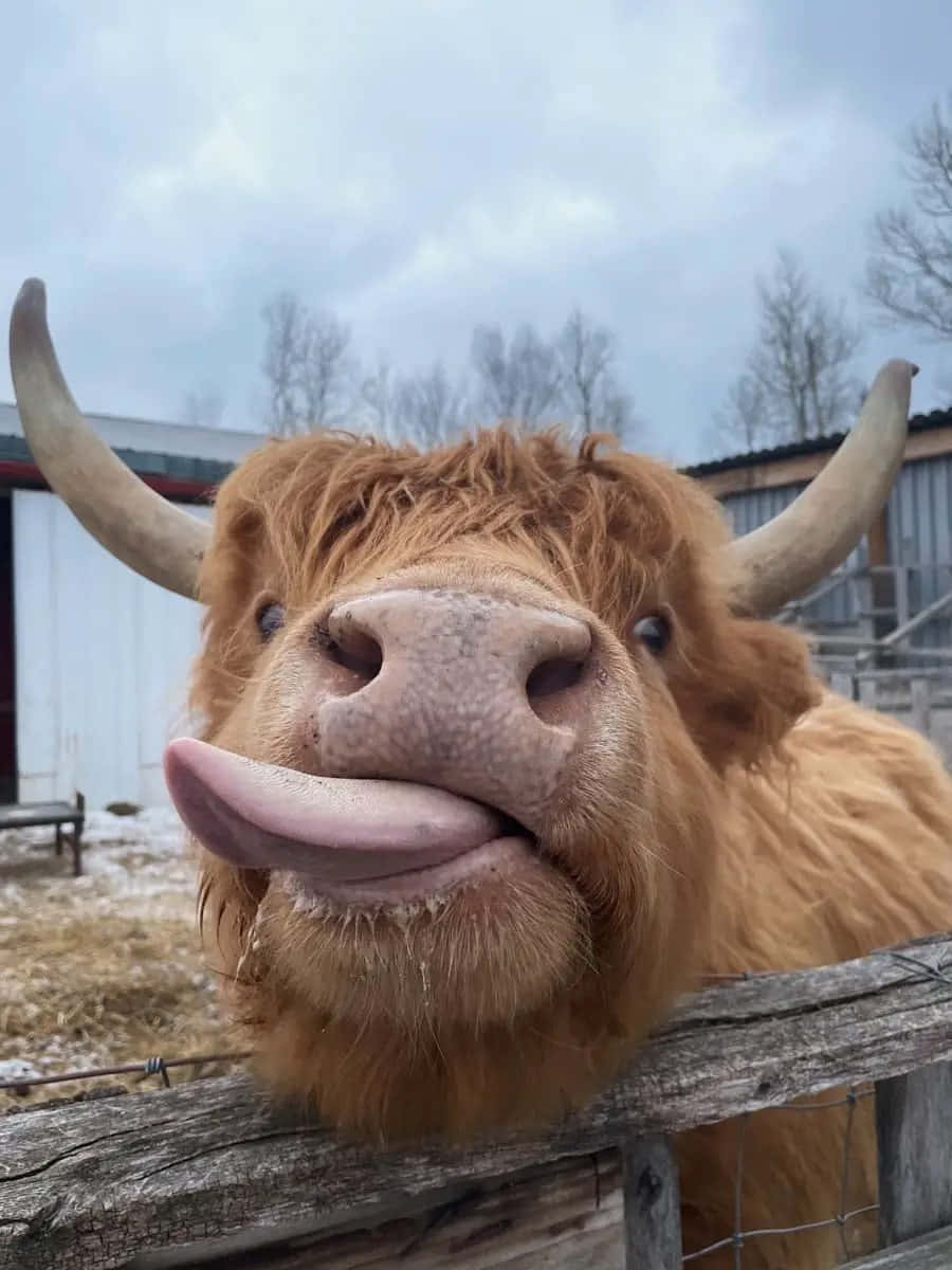 Highland Cow, tongue, wooden fence, SD Phone Wallpaper