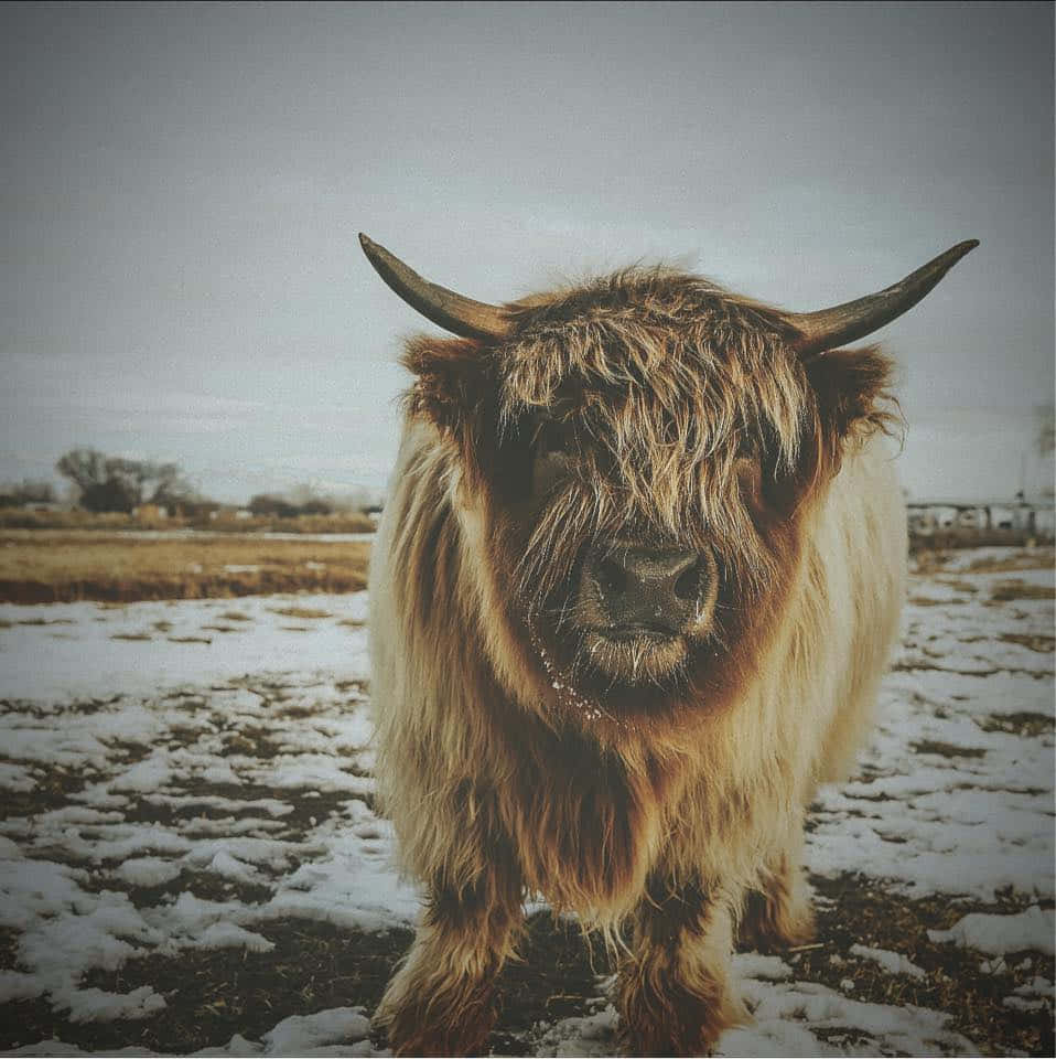 Highland Cow, winter snowscape, snowy field, SD Phone Wallpaper