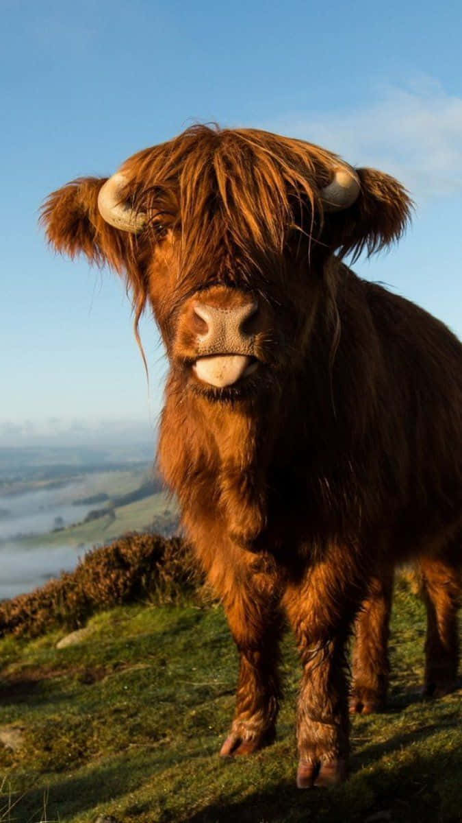 Highland Cow, hilltop, grassy hillside, SD Phone Wallpaper
