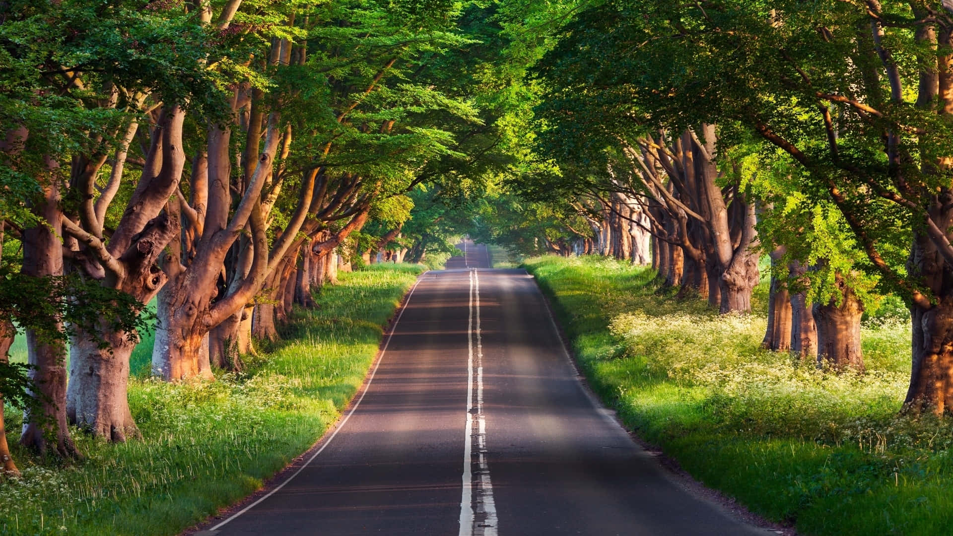 Highway, Sunlit road, Lush green forest, Full HD Desktop Wallpaper