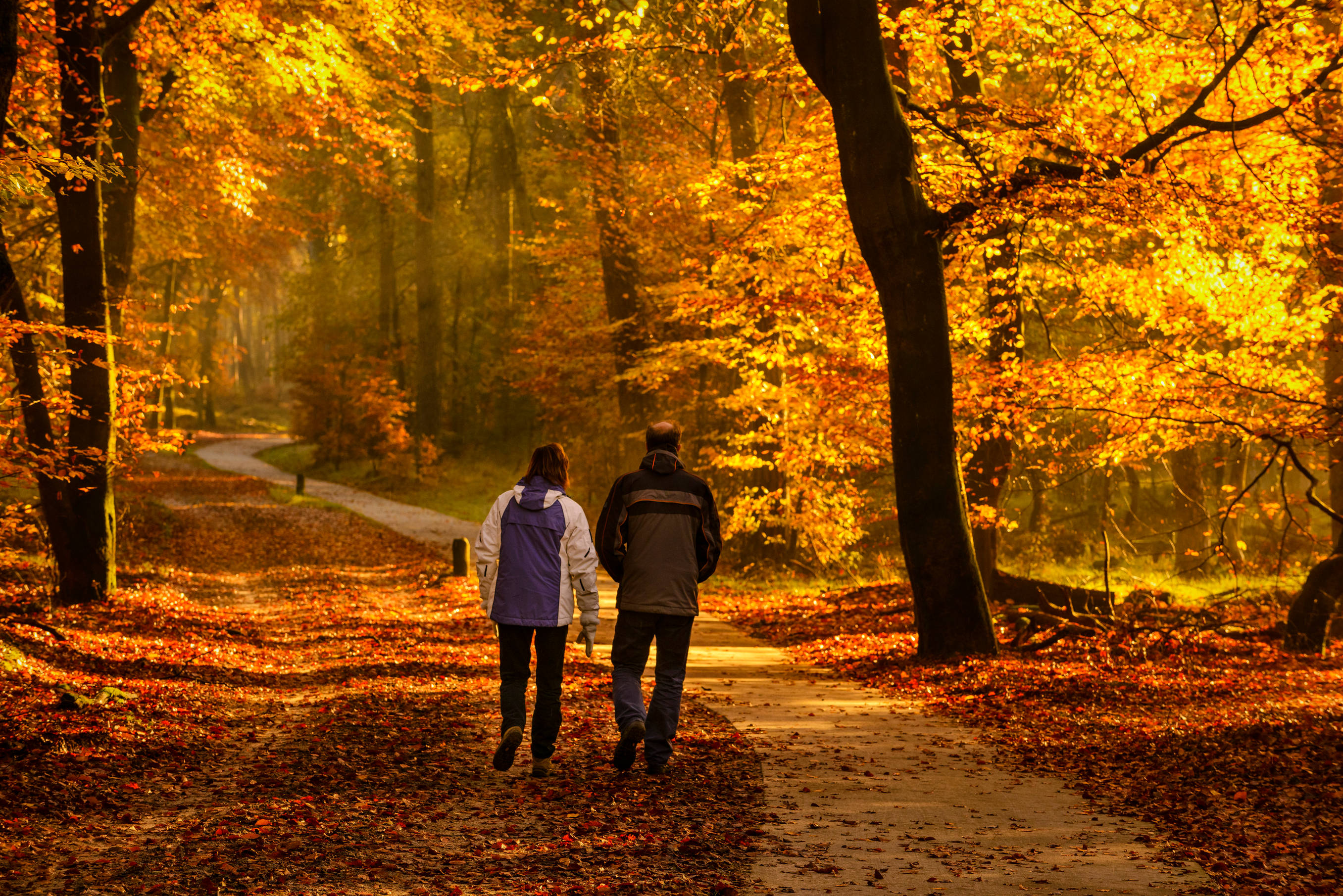 autumn hiking, sunlit forest path, golden autumn leaves, 2K Desktop Wallpaper