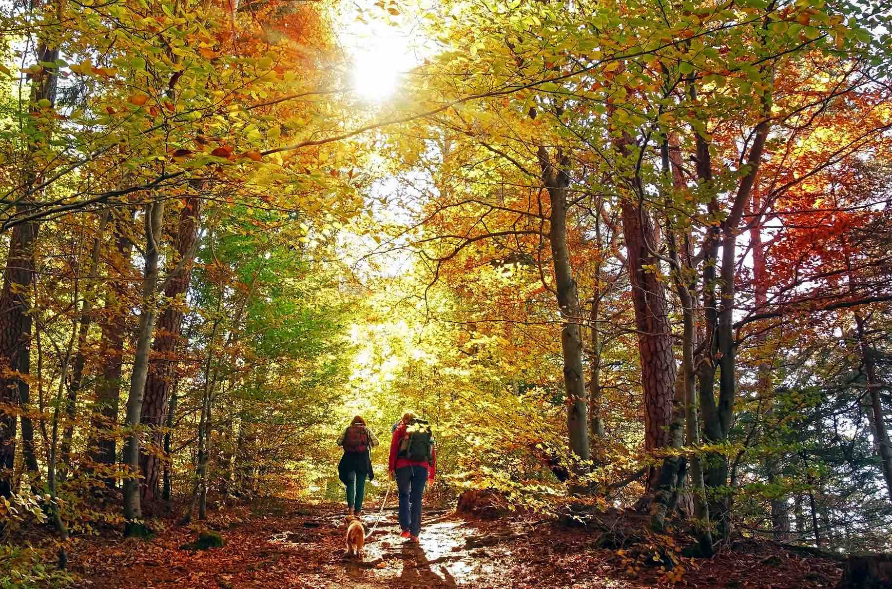 autumn forest, golden leaves, sun-dappled, HD Desktop Wallpaper