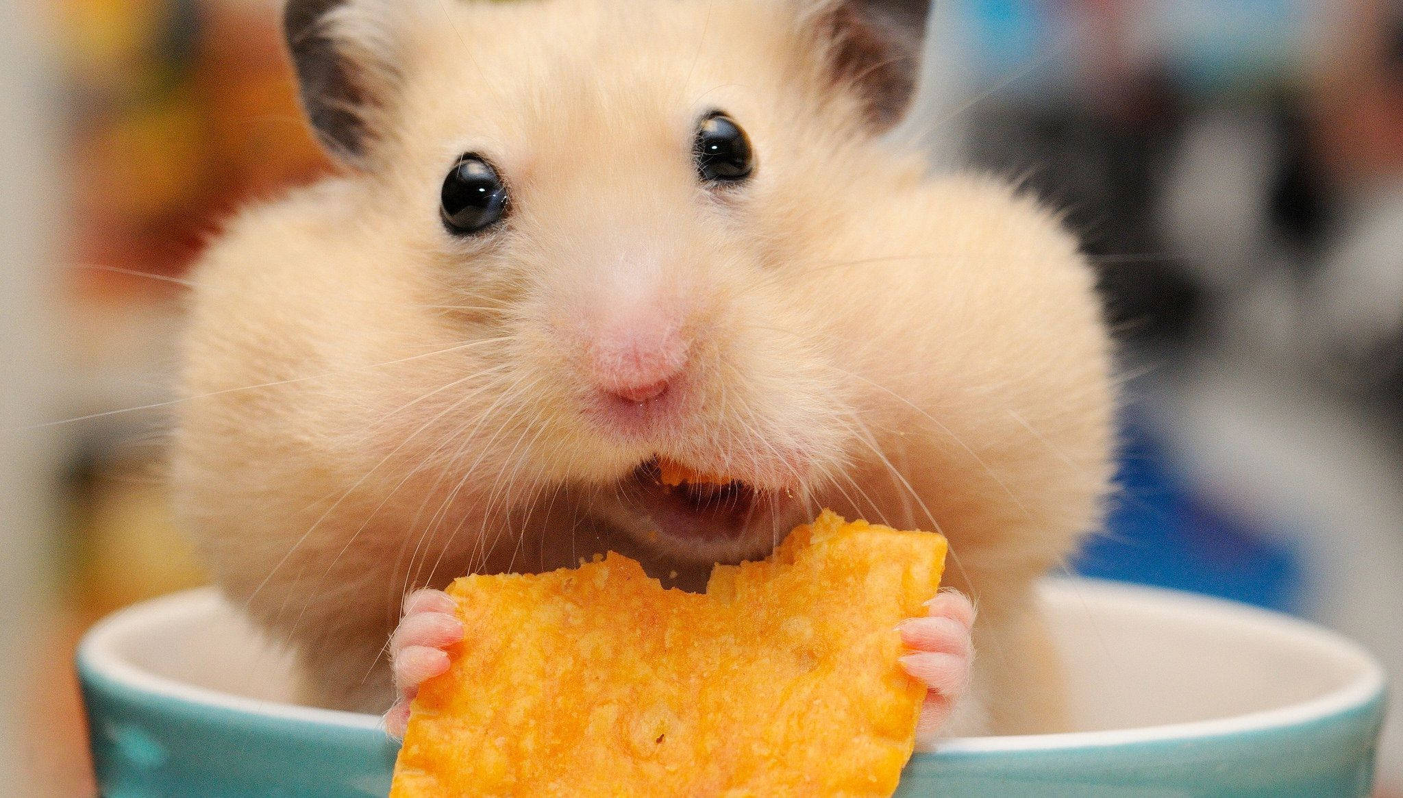 gossip hamster meme, fluffy cream hamster, big dark eyes, Full HD Desktop Wallpaper