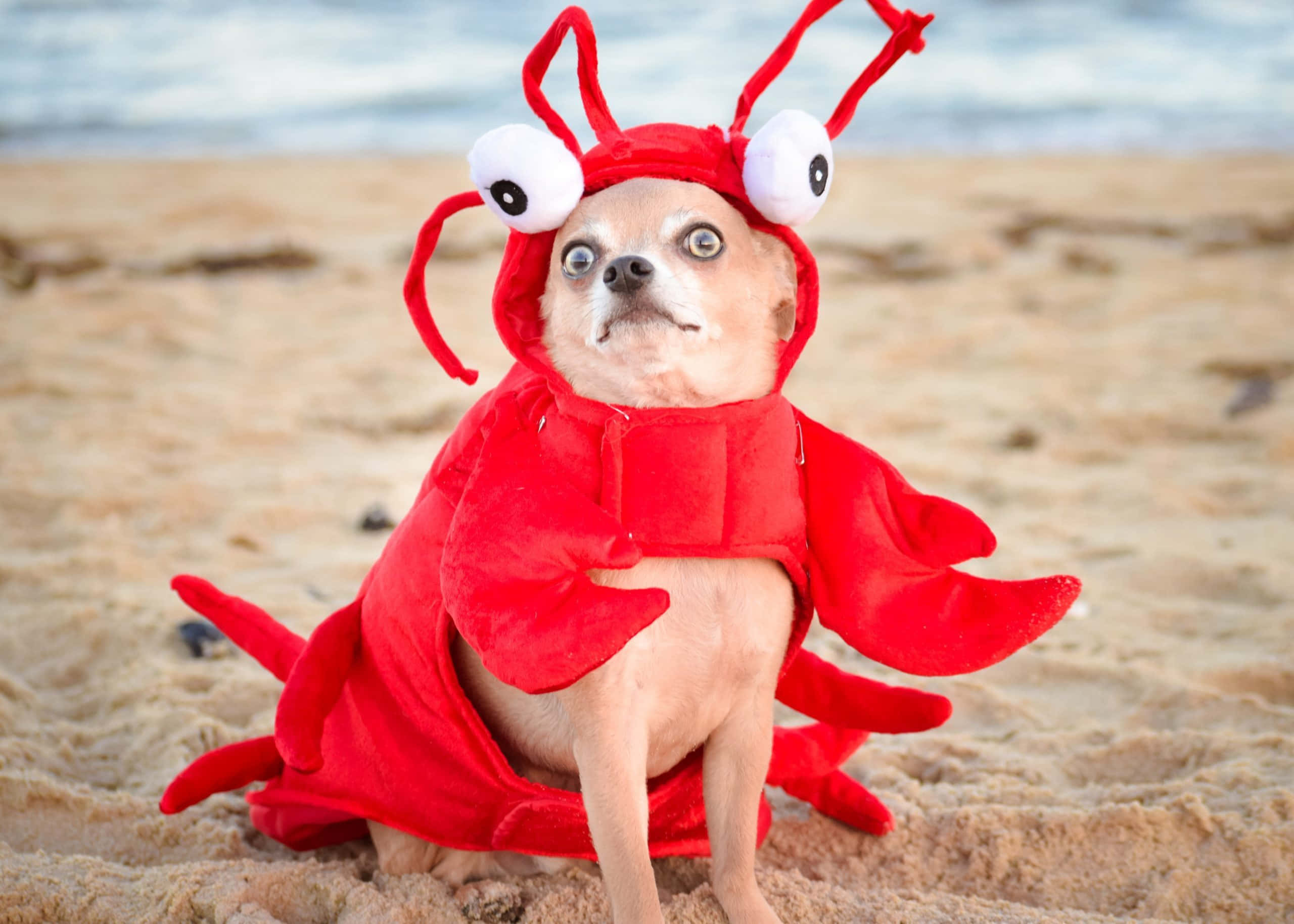 chihuahua, bright red lobster costume, sandy beach, 2K Desktop Wallpaper