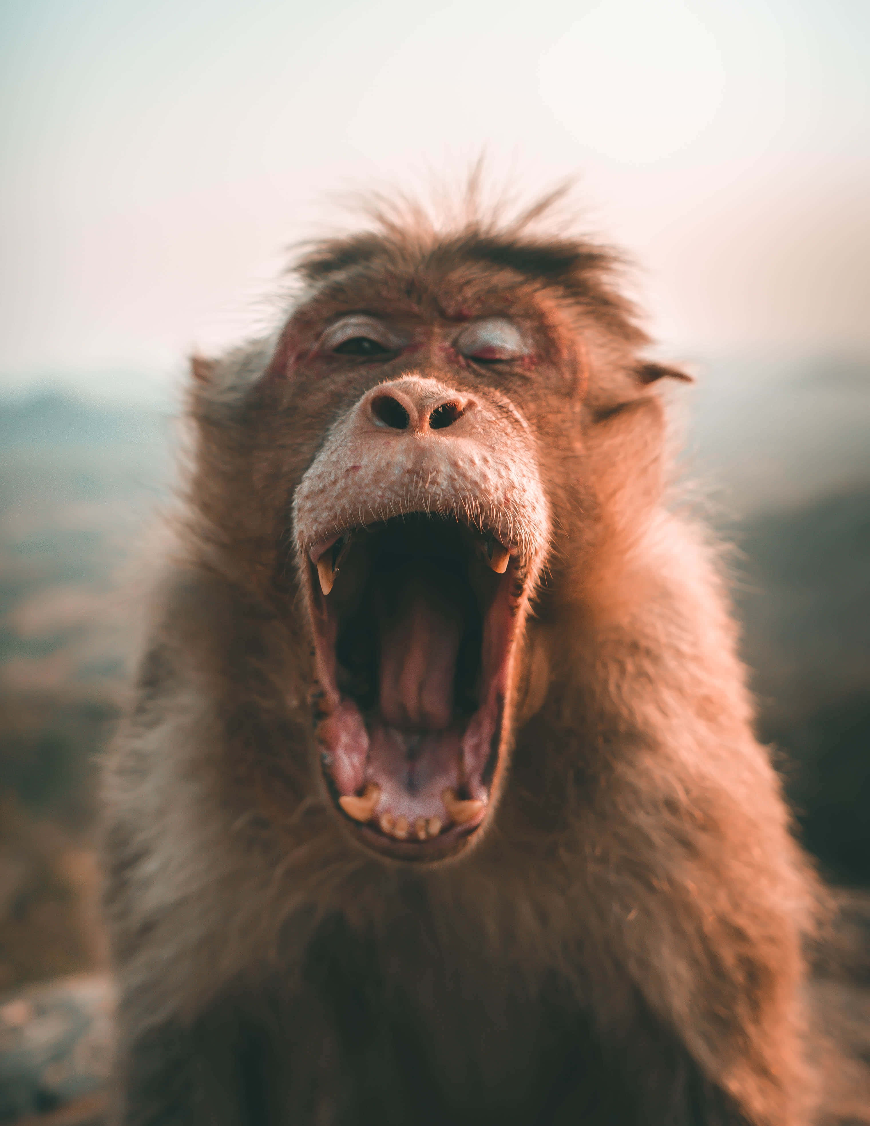 monkey, yawn, soft blurred mountain backdrop, 4K Phone Wallpaper