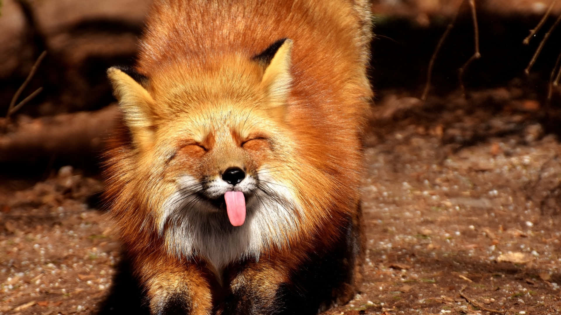 red fox, pink tongue, sunlit dirt, Full HD Desktop Wallpaper