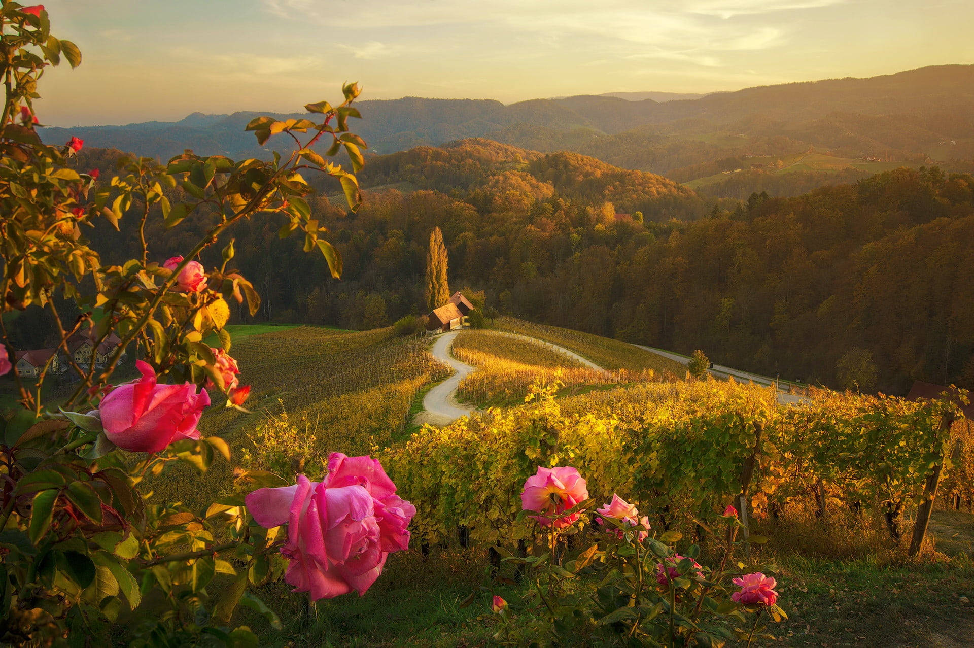 pink roses, winding path, golden vineyards, Full HD Desktop Wallpaper