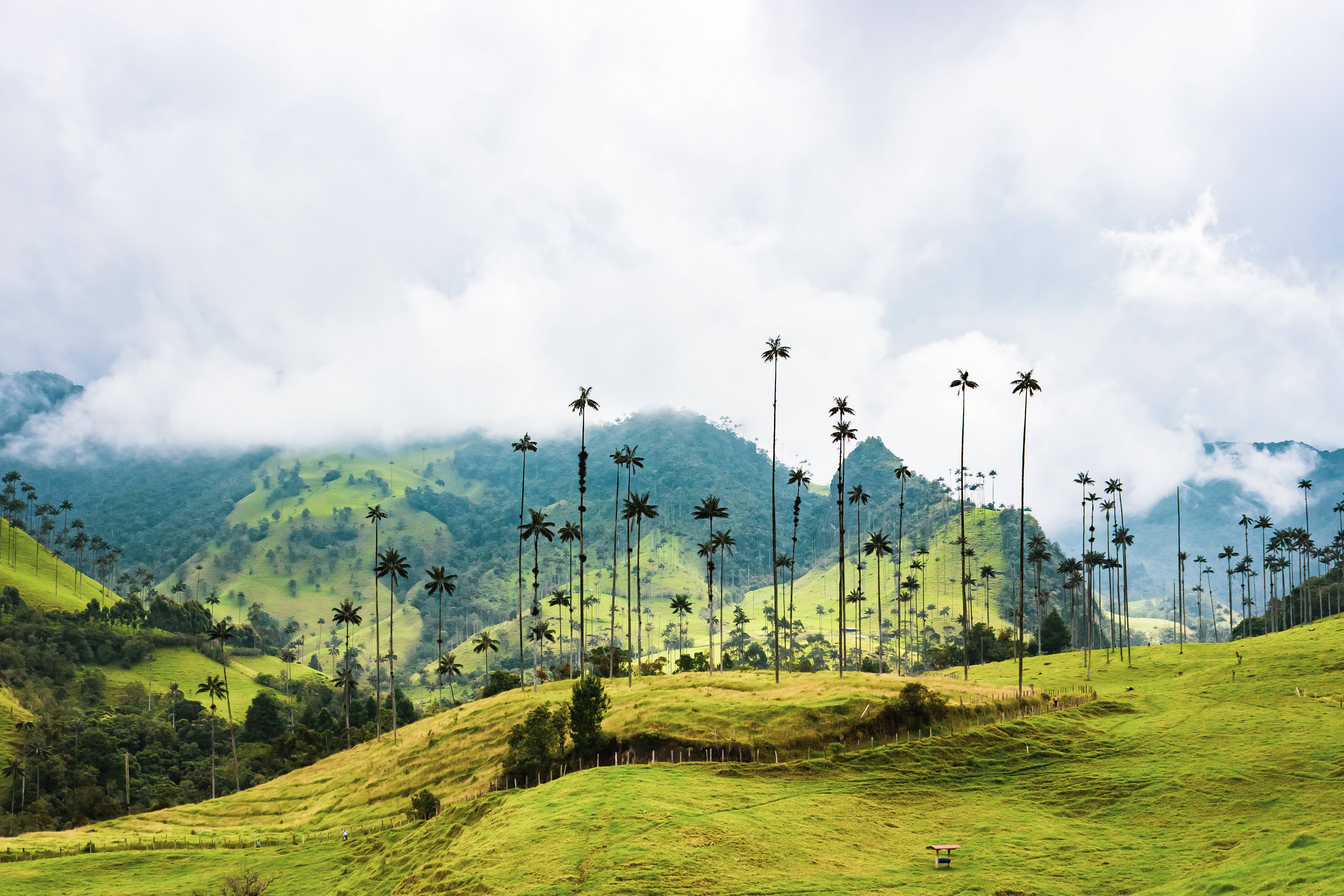 coconut trees, hill view, rolling green hills, 5K Desktop Wallpaper