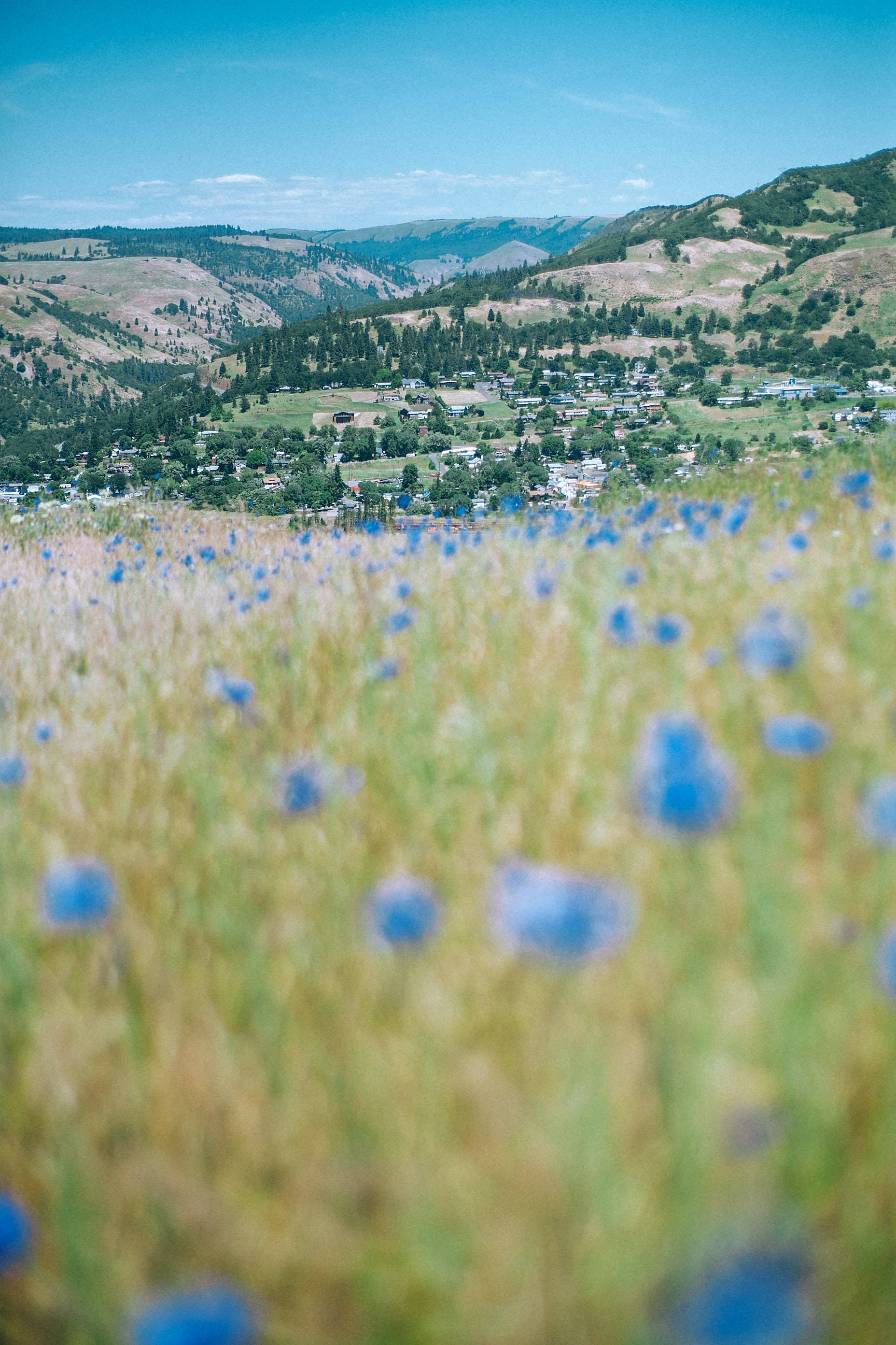 blue cornflowers, valley town, rolling green hills, 2K Phone Wallpaper