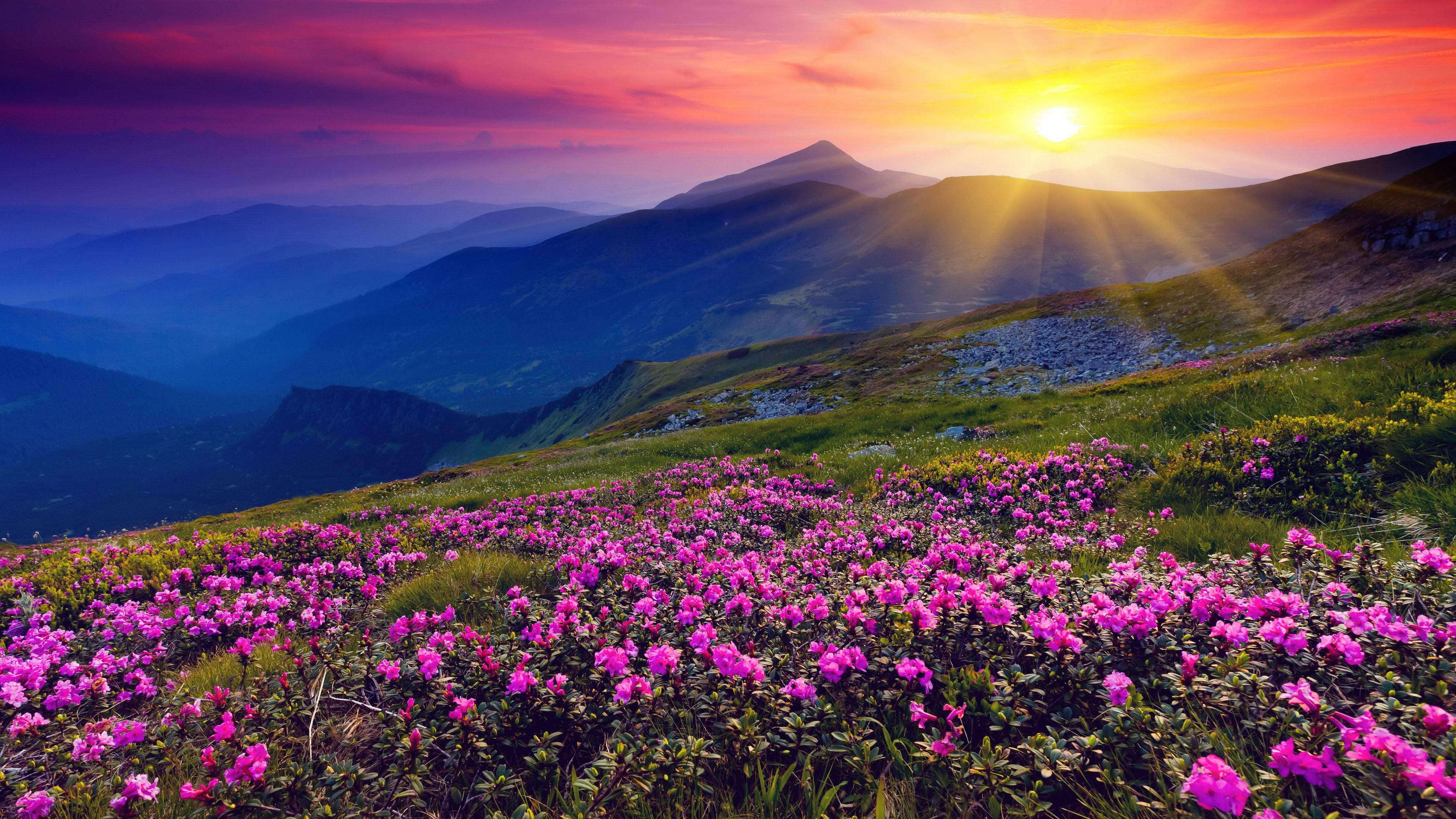 Pink Flowers Field Hill View, Sunset, purple flowers, 4K Desktop Wallpaper