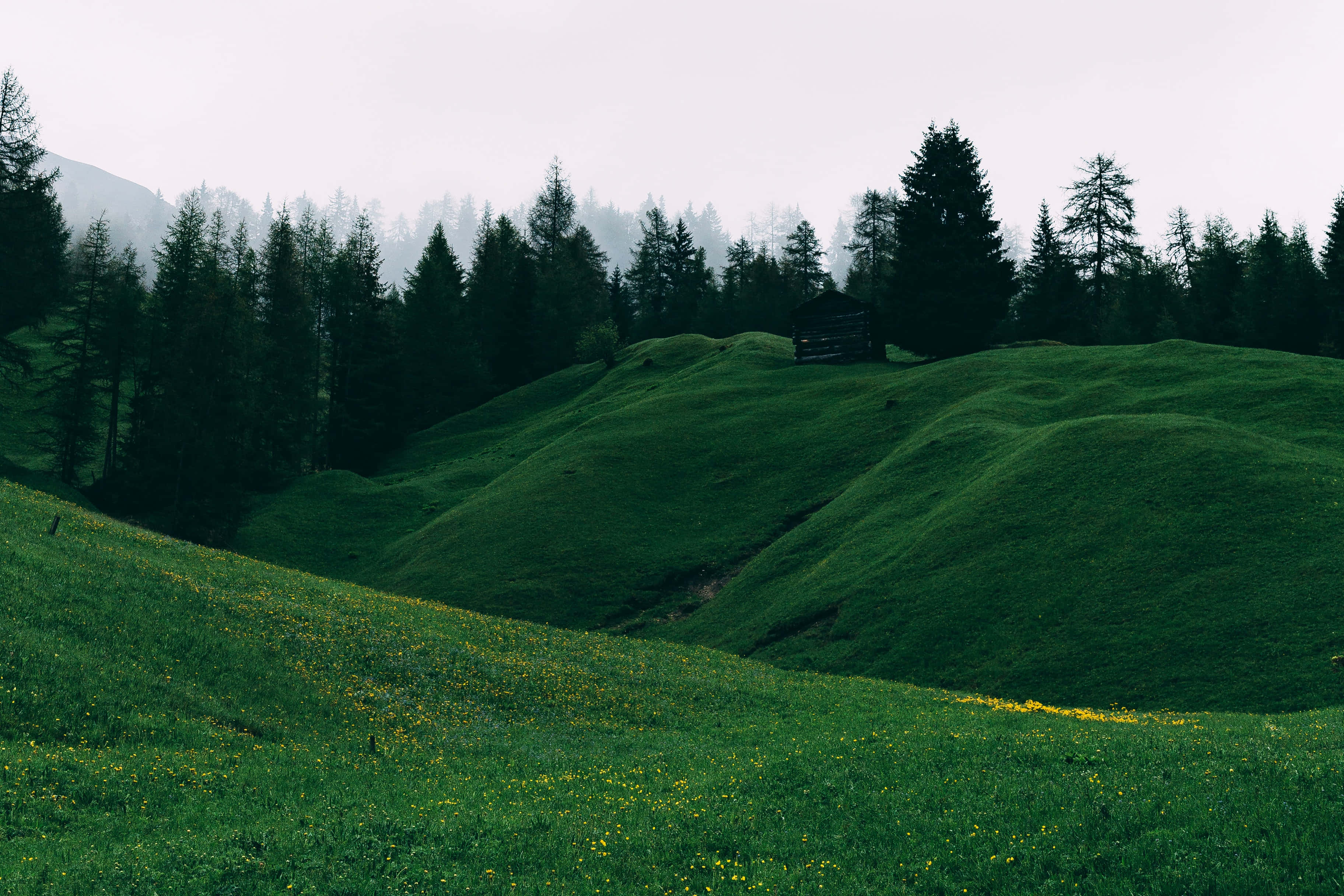 Green Hills Forest, misty morning, rolling green hills, 2K Desktop Wallpaper