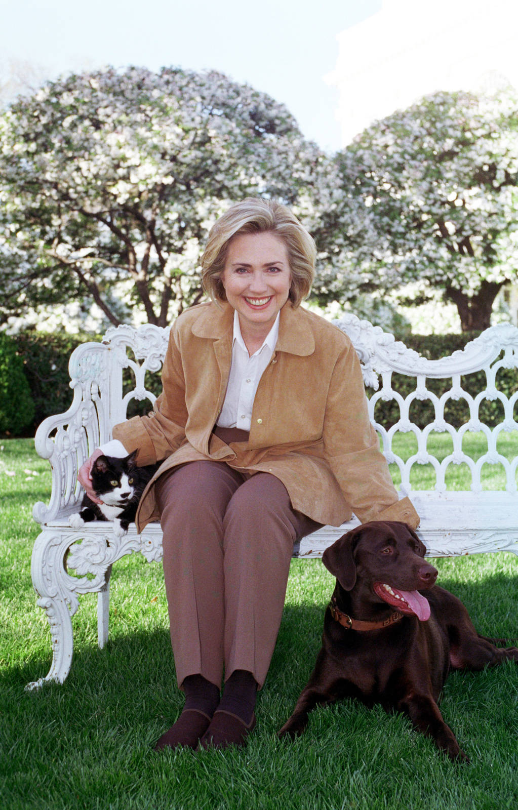 Hillary Clinton, black and white cat, chocolate labrador retriever, HD Phone Wallpaper