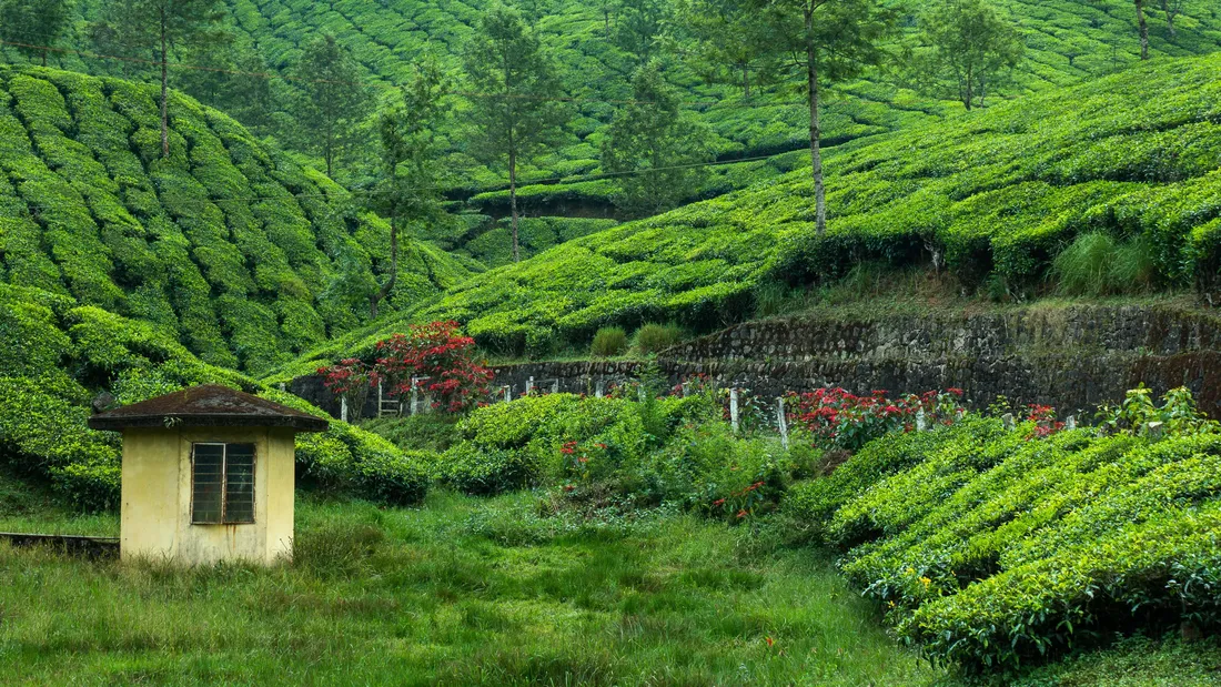 Hillside