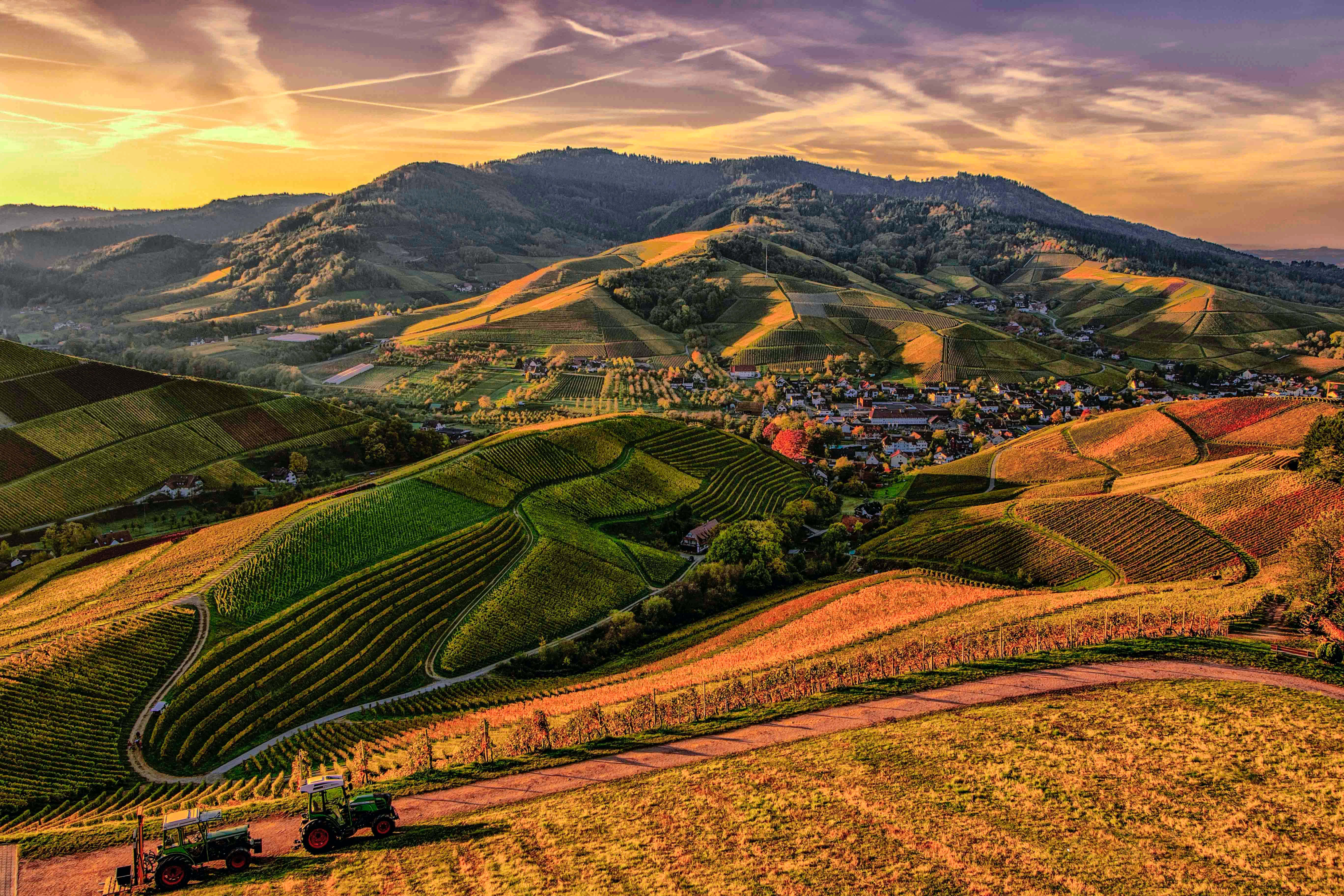 Hillside, golden sunset, vineyard hills, 5K Desktop Wallpaper
