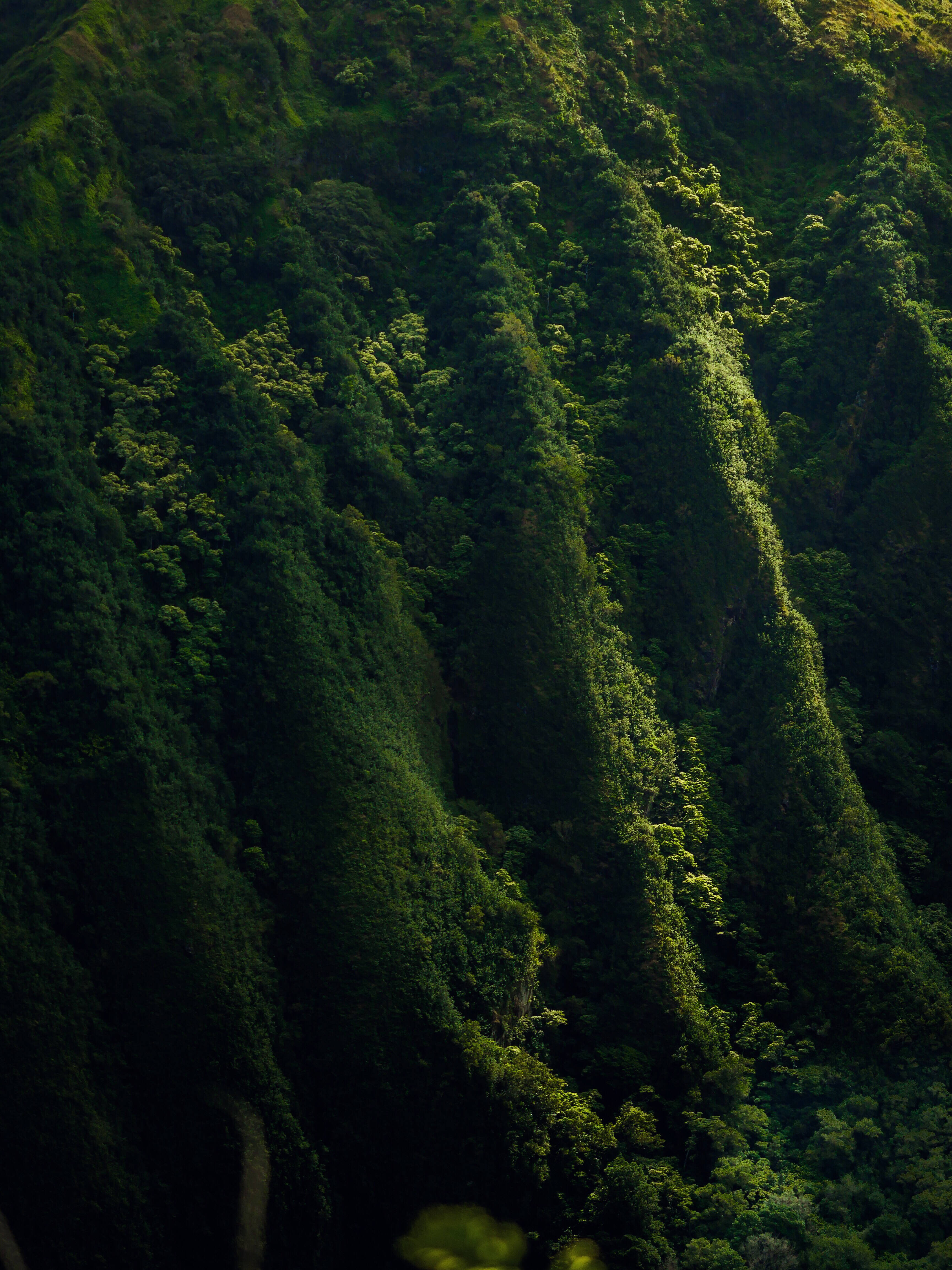 Hillside, green hills, jungle-covered mountain slope, 4K Phone Wallpaper