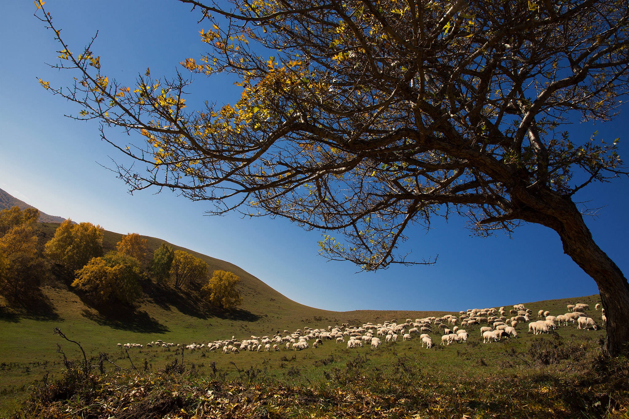 lone tree, golden leaves, flock of sheep, Full HD Desktop Wallpaper