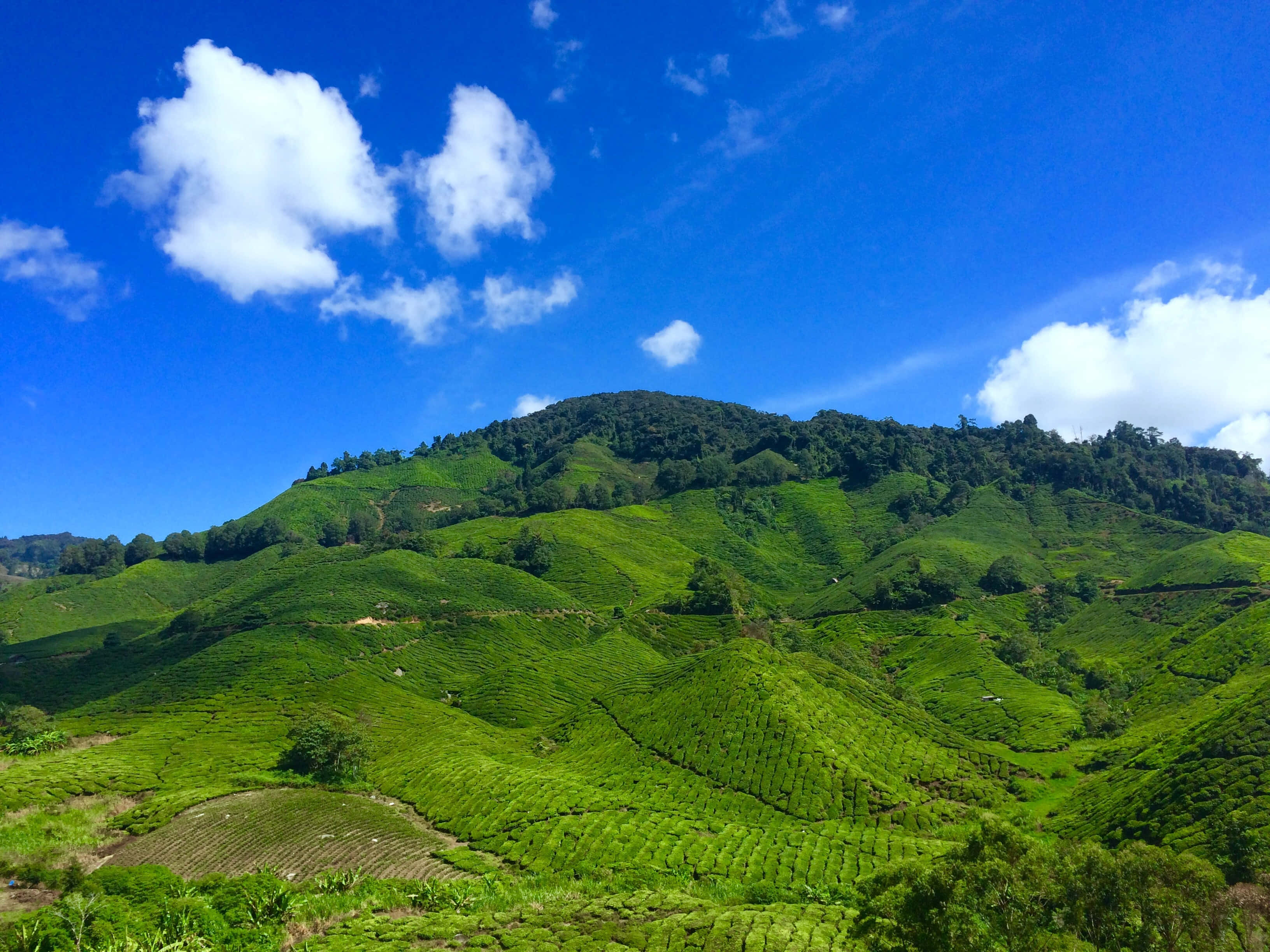 Lovely Hills, clear skies, rolling green tea terraces, 2K Desktop Wallpaper
