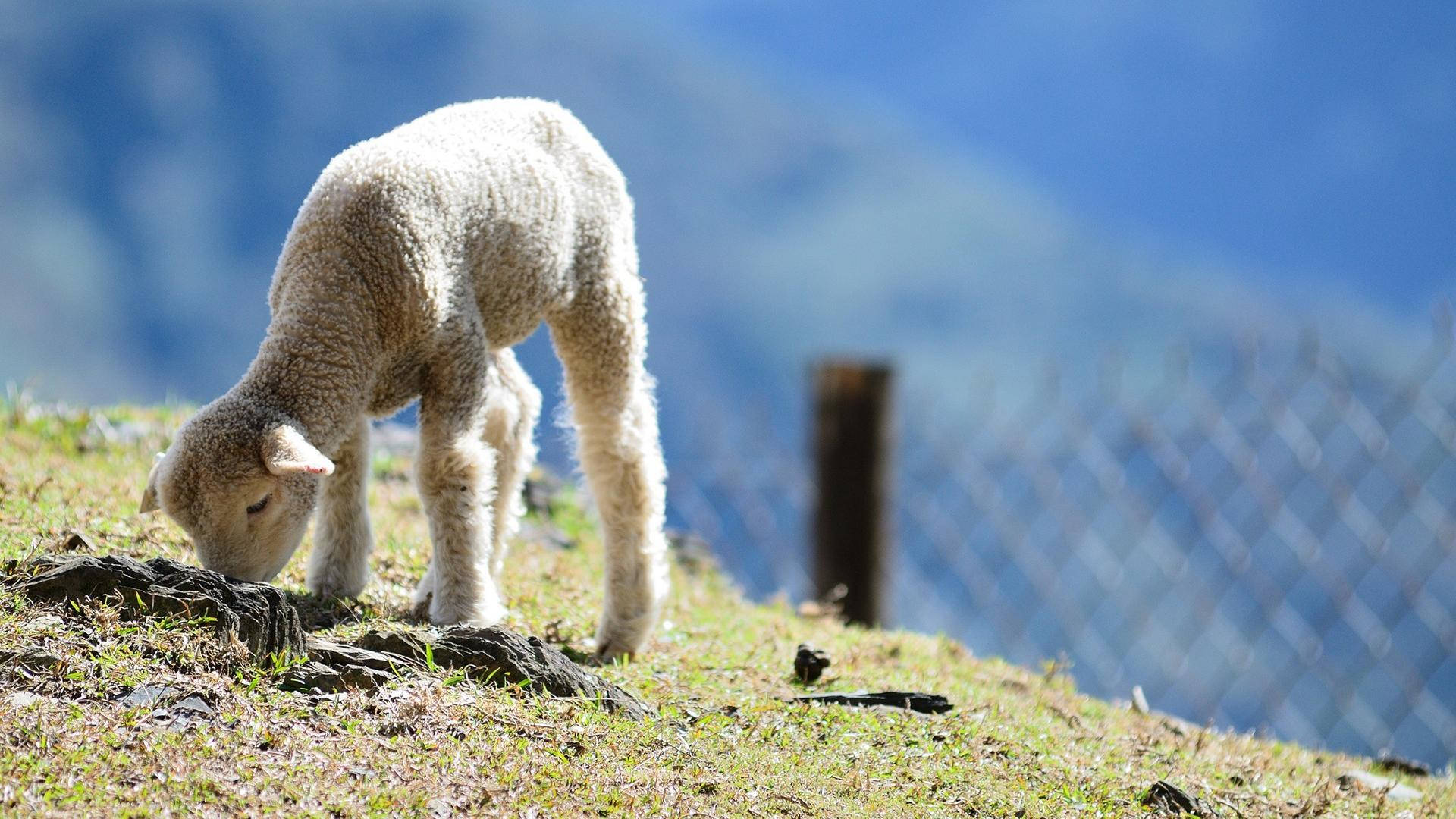 lamb, grazing, grassy hillside, Full HD Desktop Wallpaper