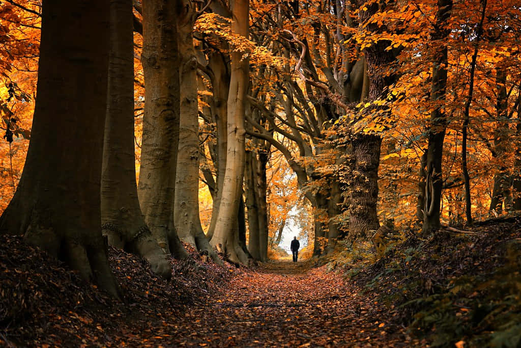Hilversum Forest, autumn foliage, golden autumn, SD Desktop Wallpaper