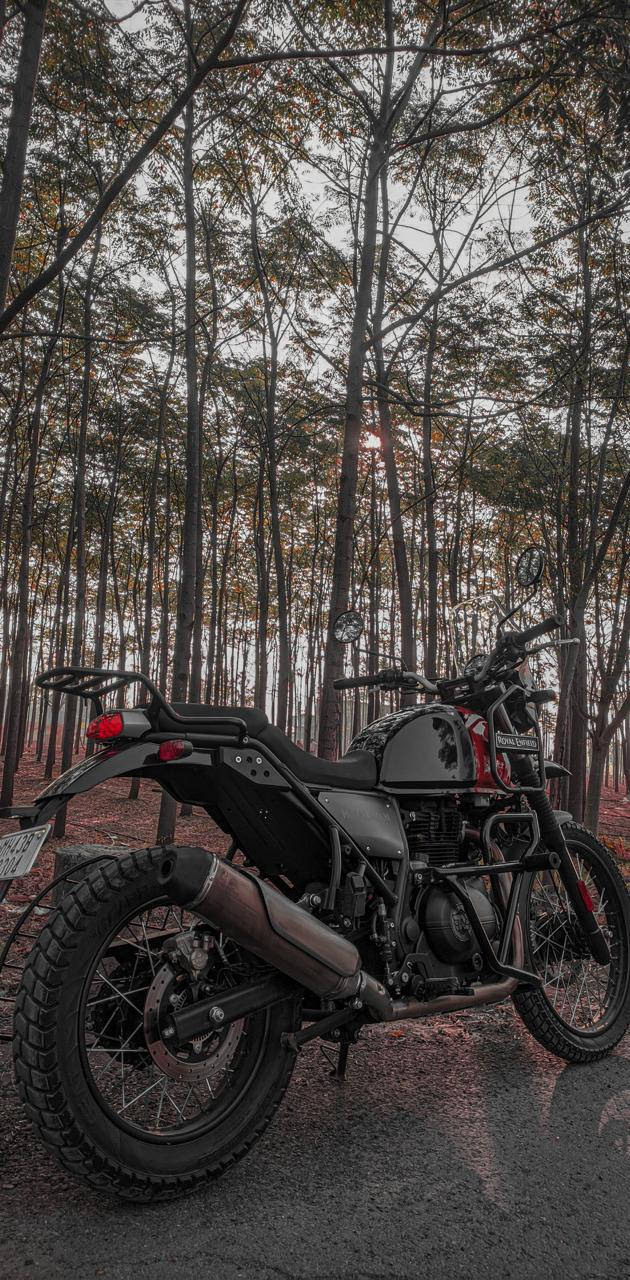Himalayan, black, forest road, HD Phone Wallpaper