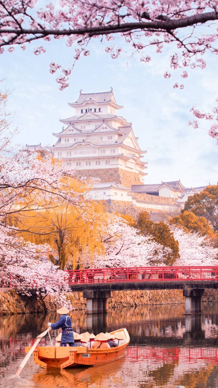 Himeji Castle, sakura trees, cherry blossoms, HD Phone Wallpaper
