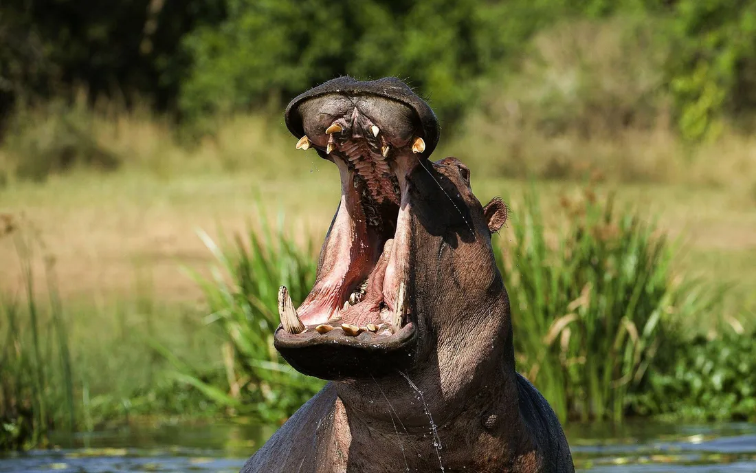 Hippopotamus