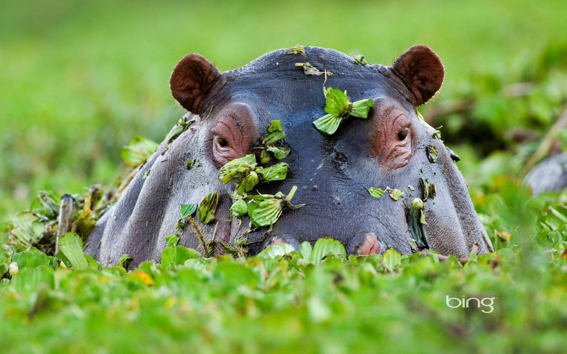 hippopotamus, waterlily, lush green water plants, Full HD Desktop Wallpaper