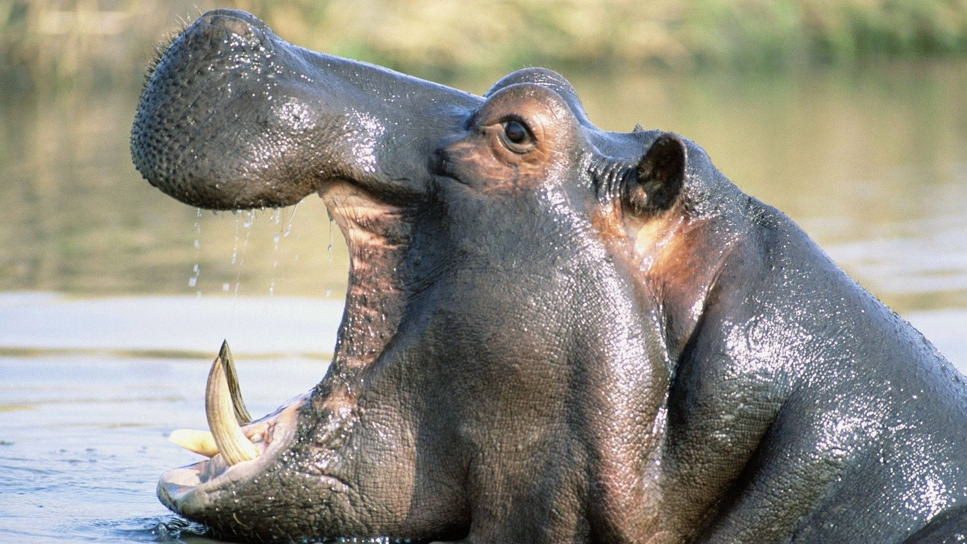 Hippopotamus, glistering skin, wet, Full HD Desktop Wallpaper