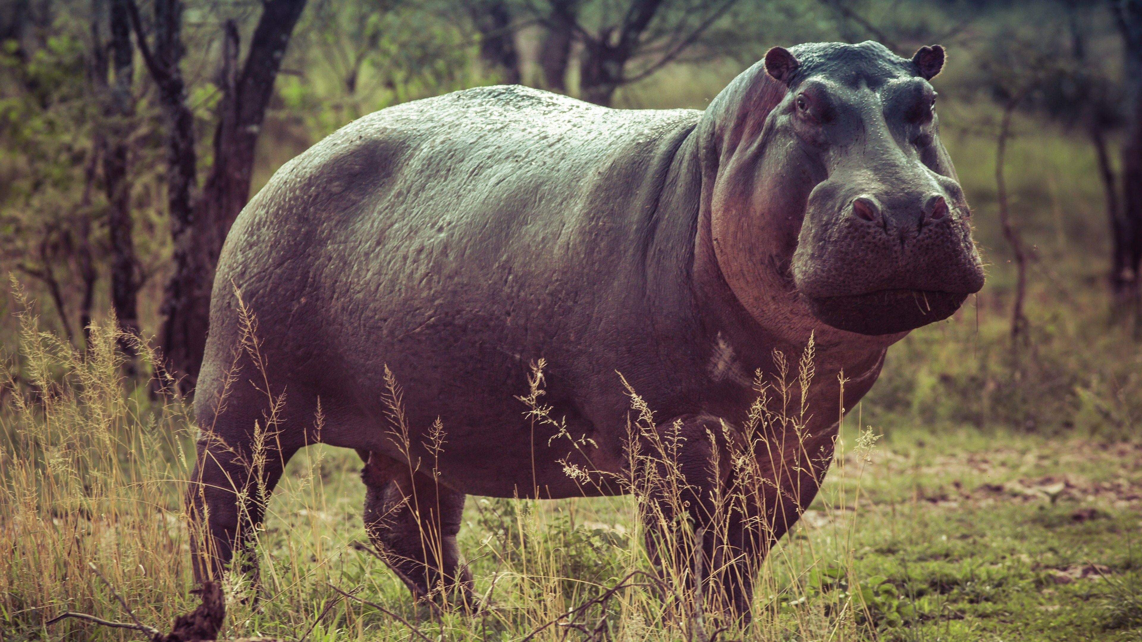 Hippopotamus, tall grass, trees, 4K Desktop Wallpaper