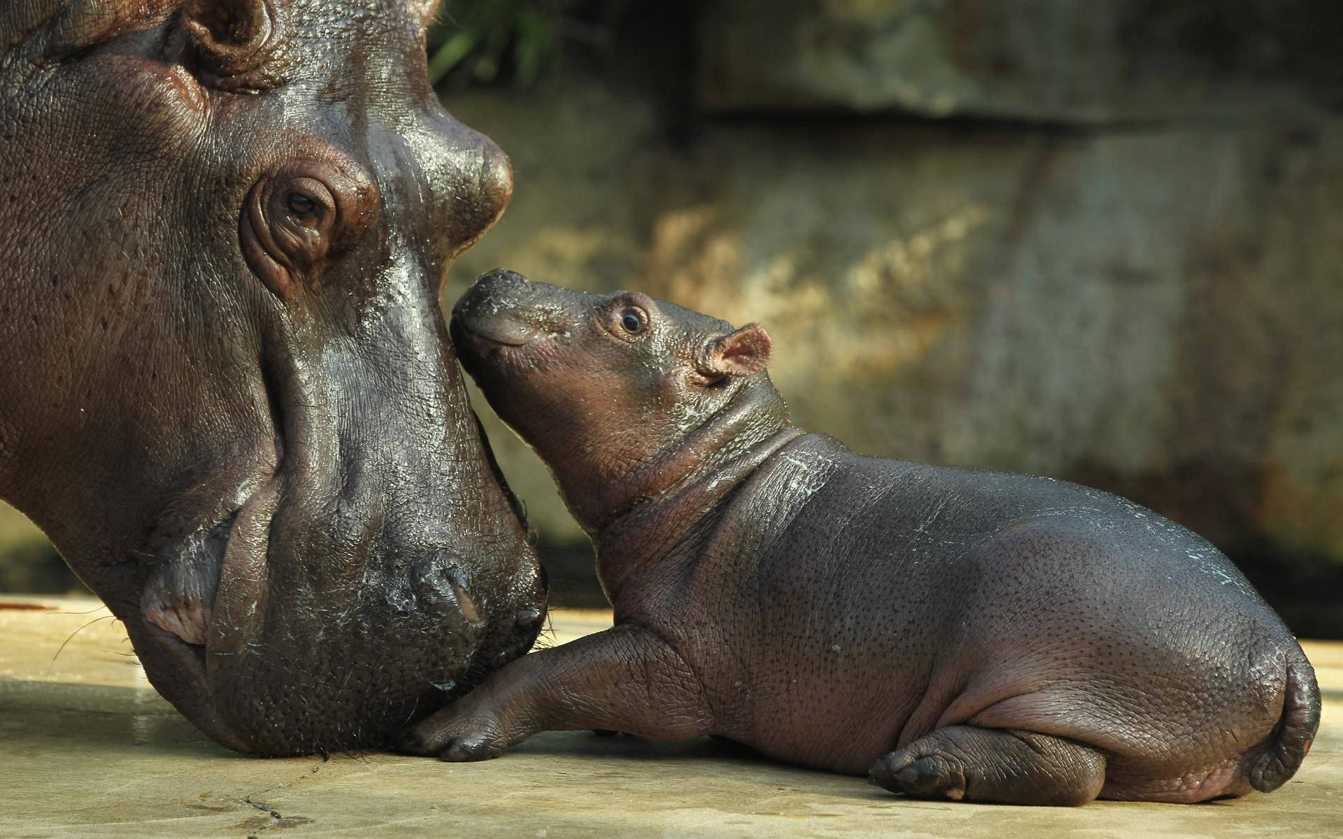 hippopotamus, mother, baby, Full HD Desktop Wallpaper