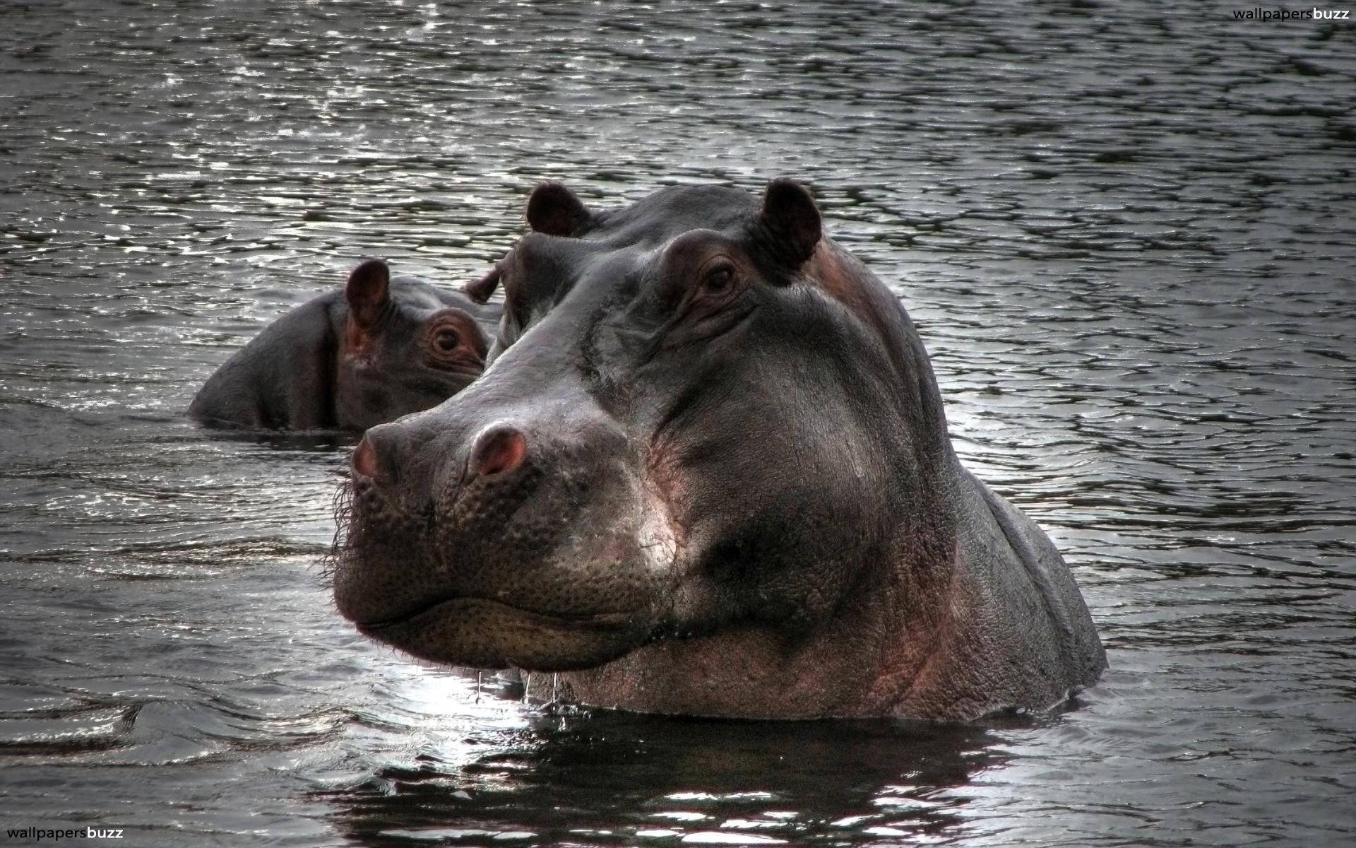 Hippopotamus, ripling water, sunlight glinting, Full HD Desktop Wallpaper