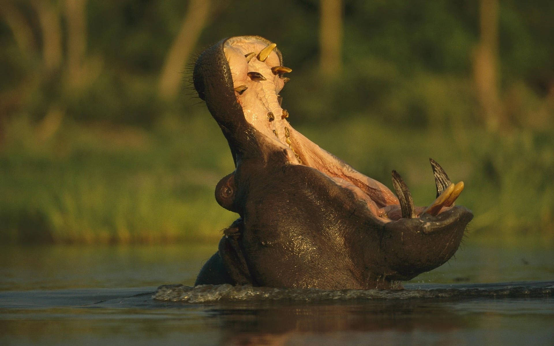 hippopotamus, massive gaping mouth, emerges from water, Full HD Desktop Wallpaper
