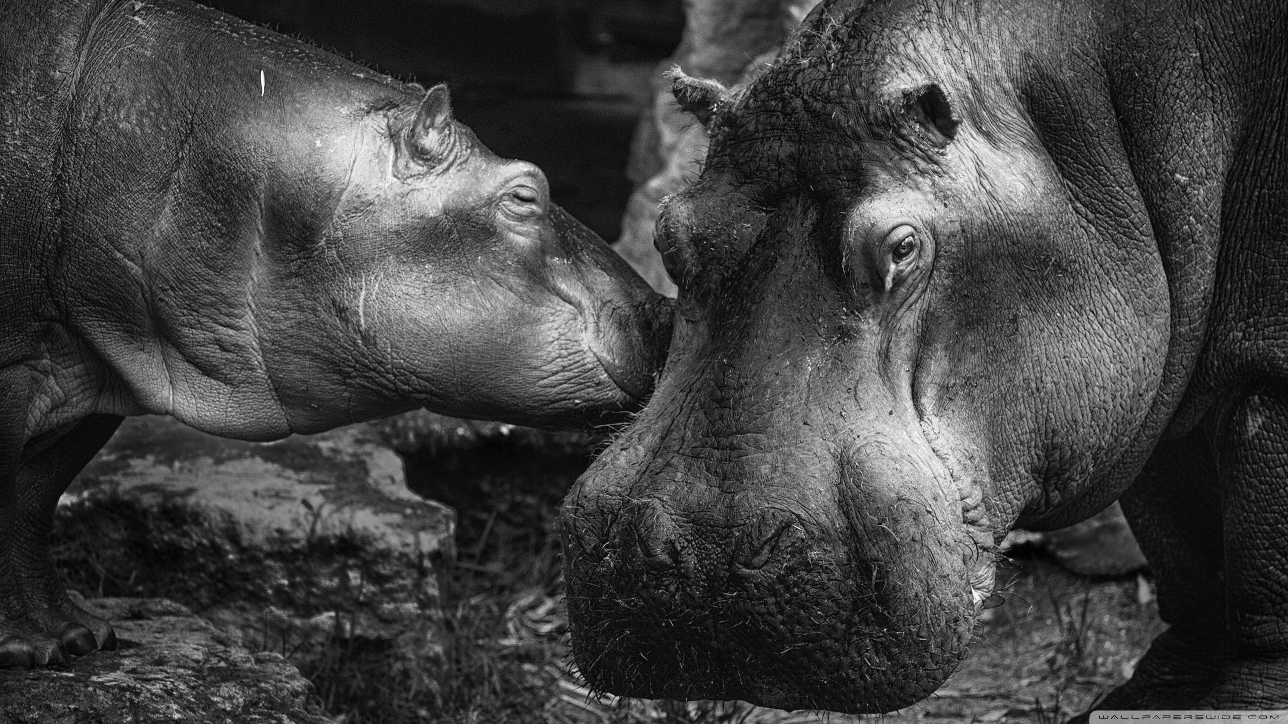 Hippopotamus, black and white photograph, close-up, 2K Desktop Wallpaper