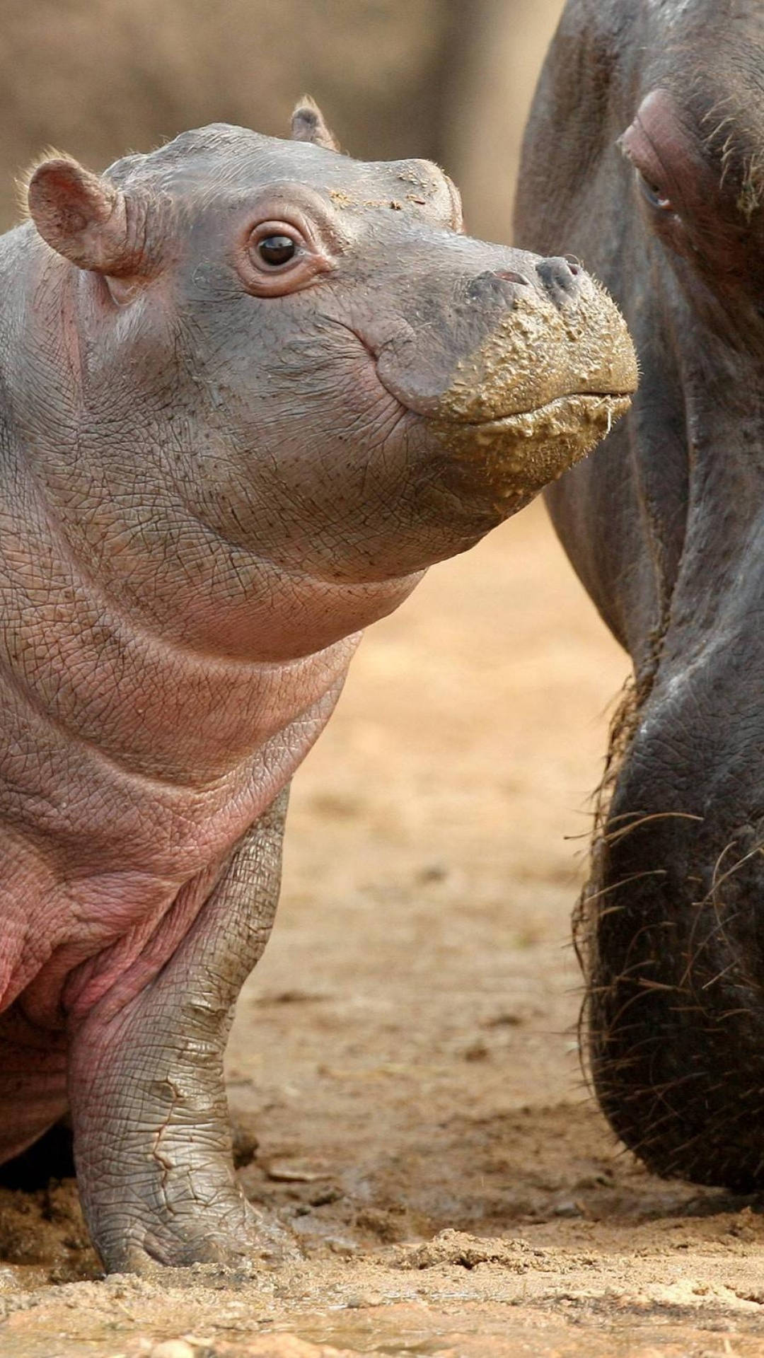 baby hippopotamus, beady eyes, muddy ground, Full HD Phone Wallpaper