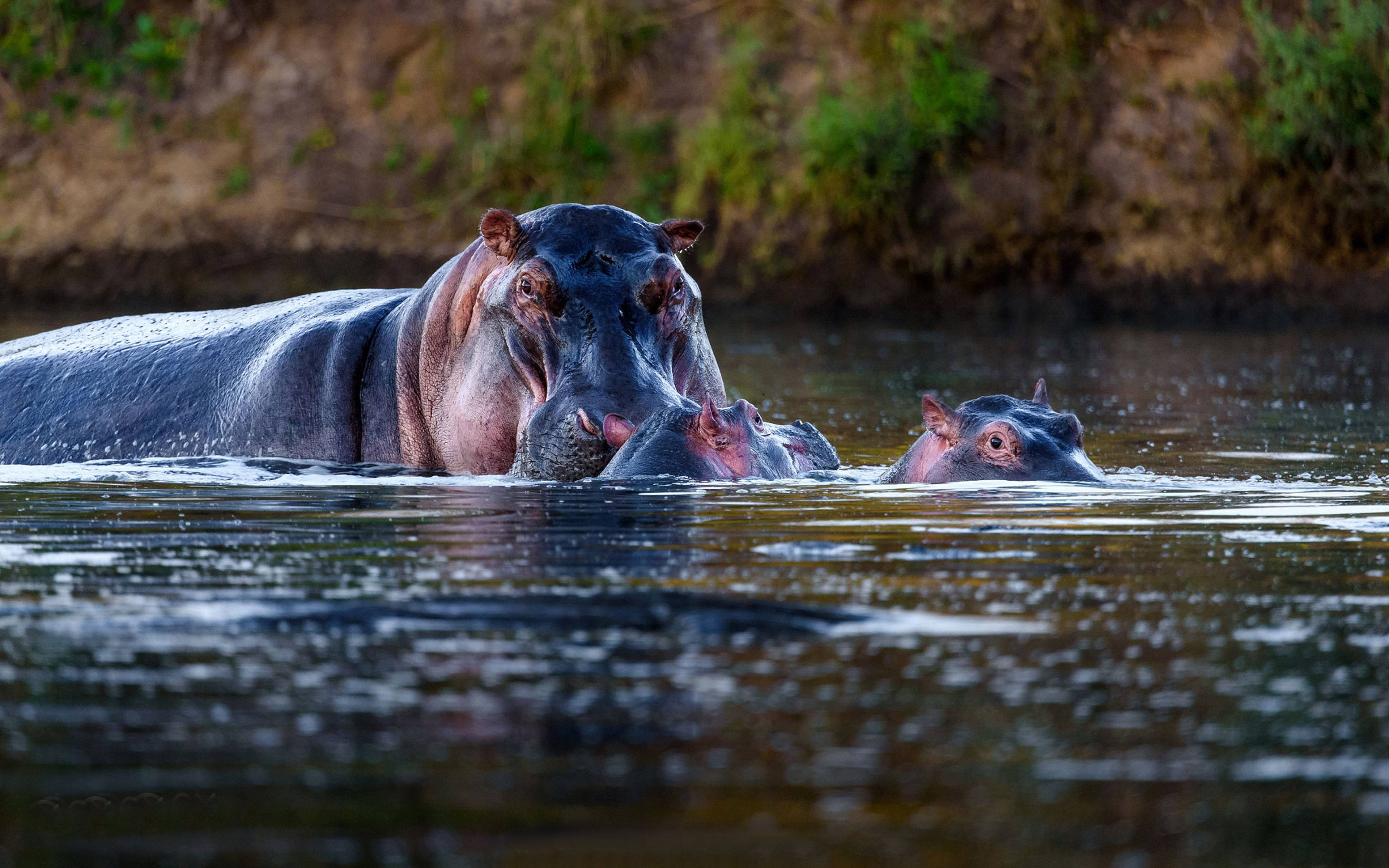 Hippopotamus, hippos, murky water, 4K Desktop Wallpaper