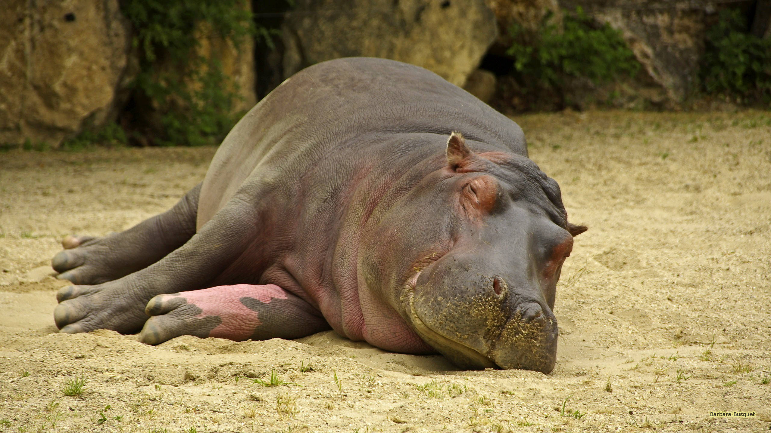 hippopotamus, sandy ground, rocky cliffs, 2K Desktop Wallpaper