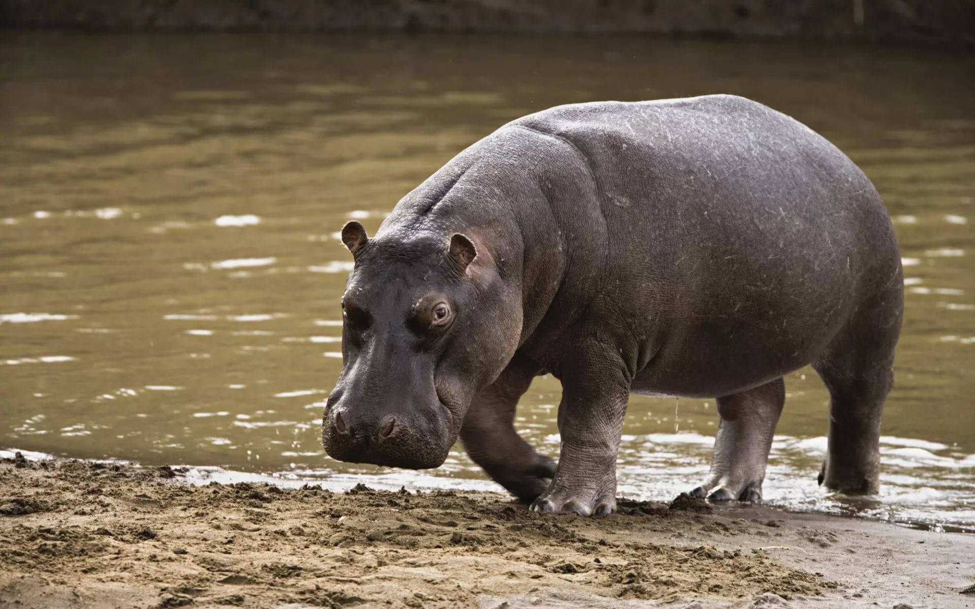 dark skinned hippopotamus, muddy water, wet skin, Full HD Desktop Wallpaper
