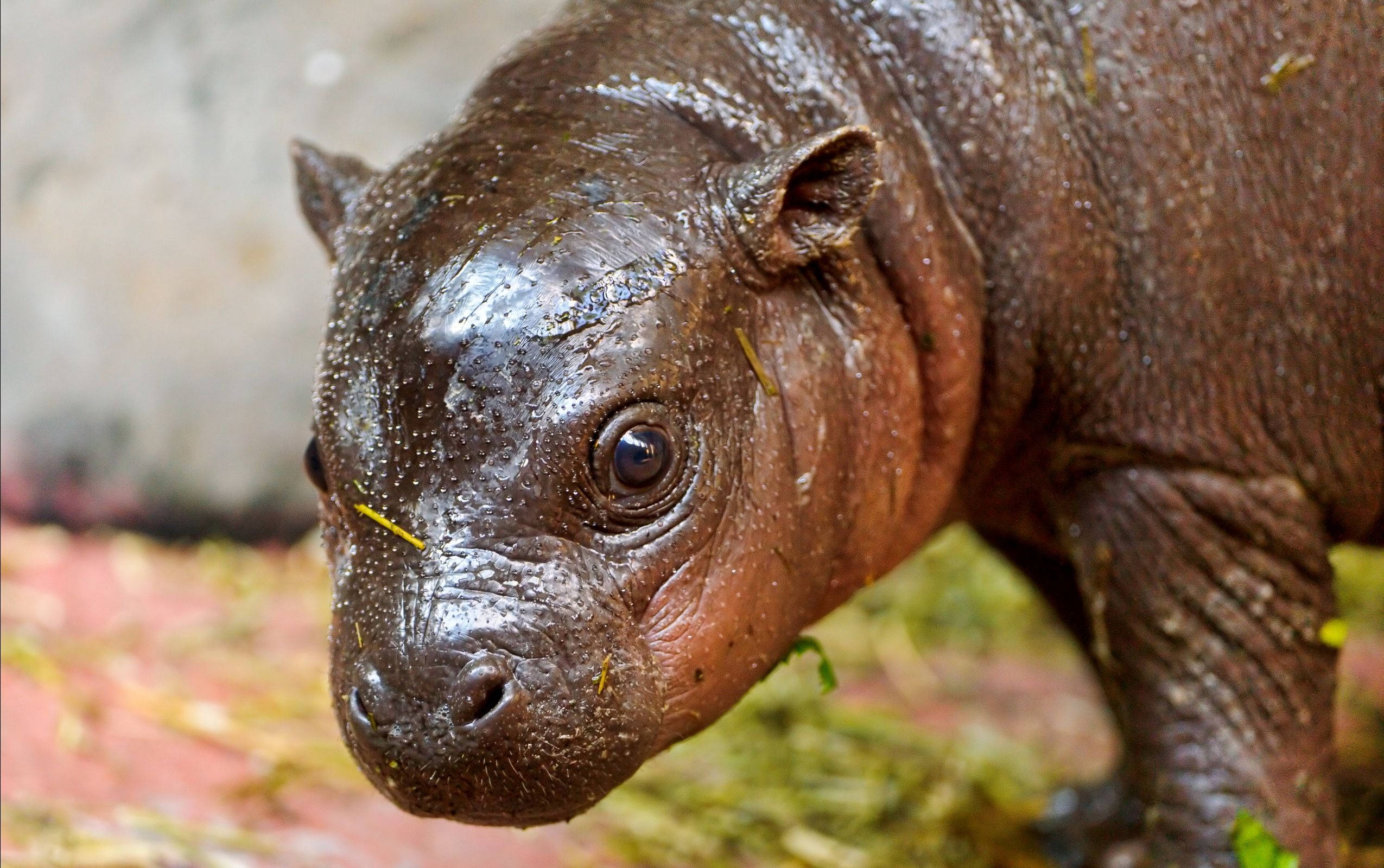 baby hippopotamus, big dark eyes, grassy strands on its skin, Full HD Desktop Wallpaper