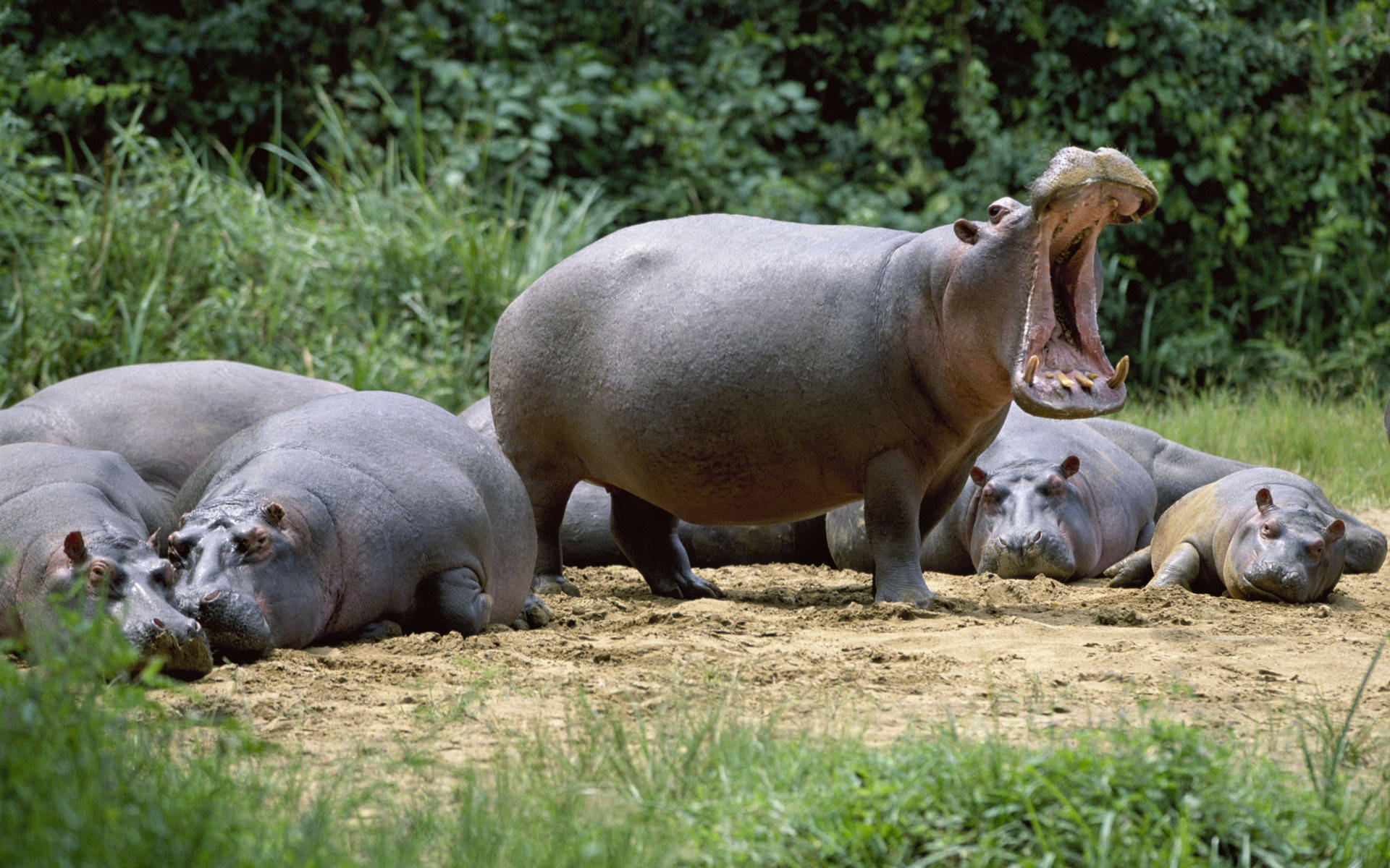 hippopotamus, male herd, muddy bank, Full HD Desktop Wallpaper