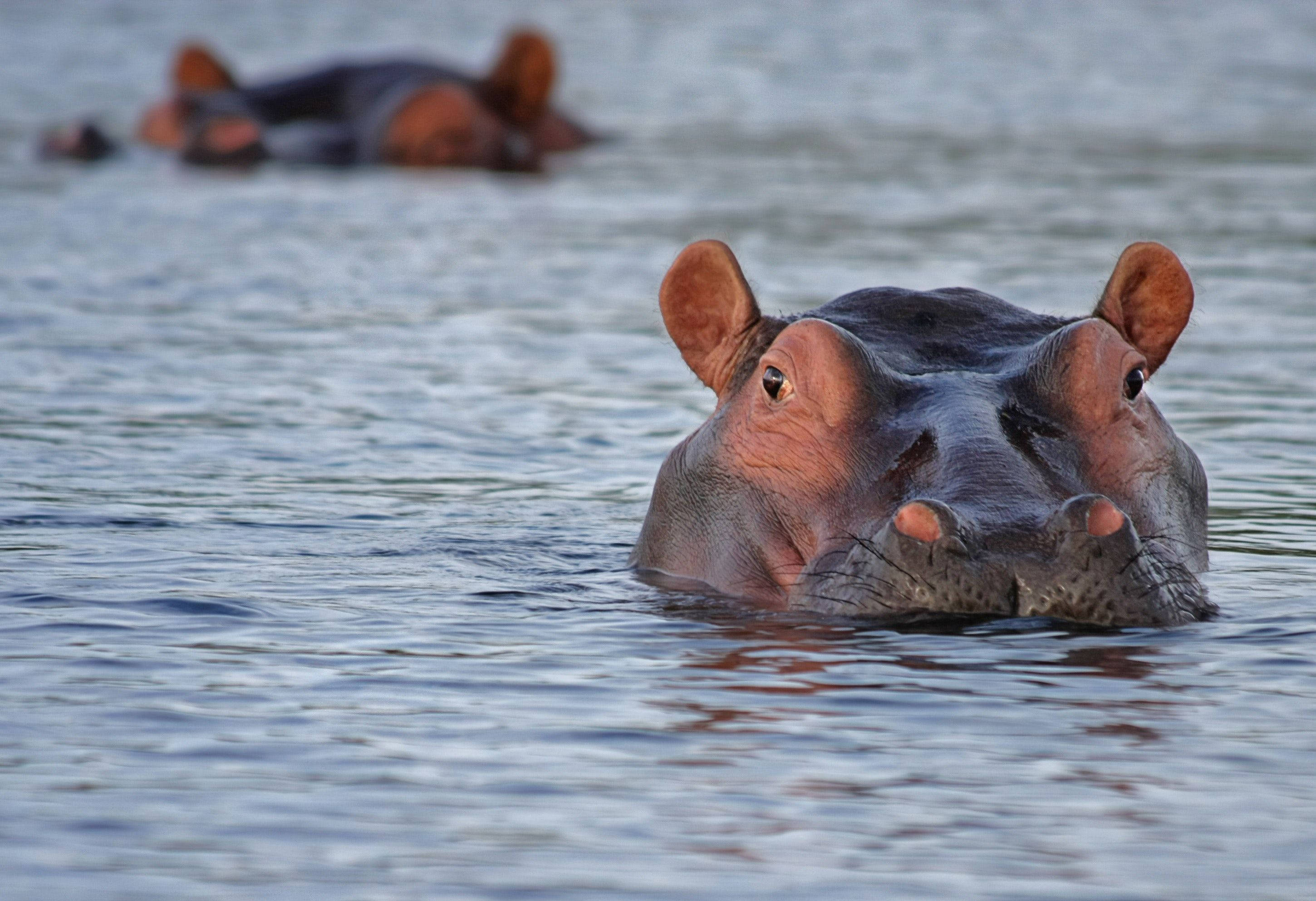 hippopotamus, pinkish skin color, calm water, 2K Desktop Wallpaper