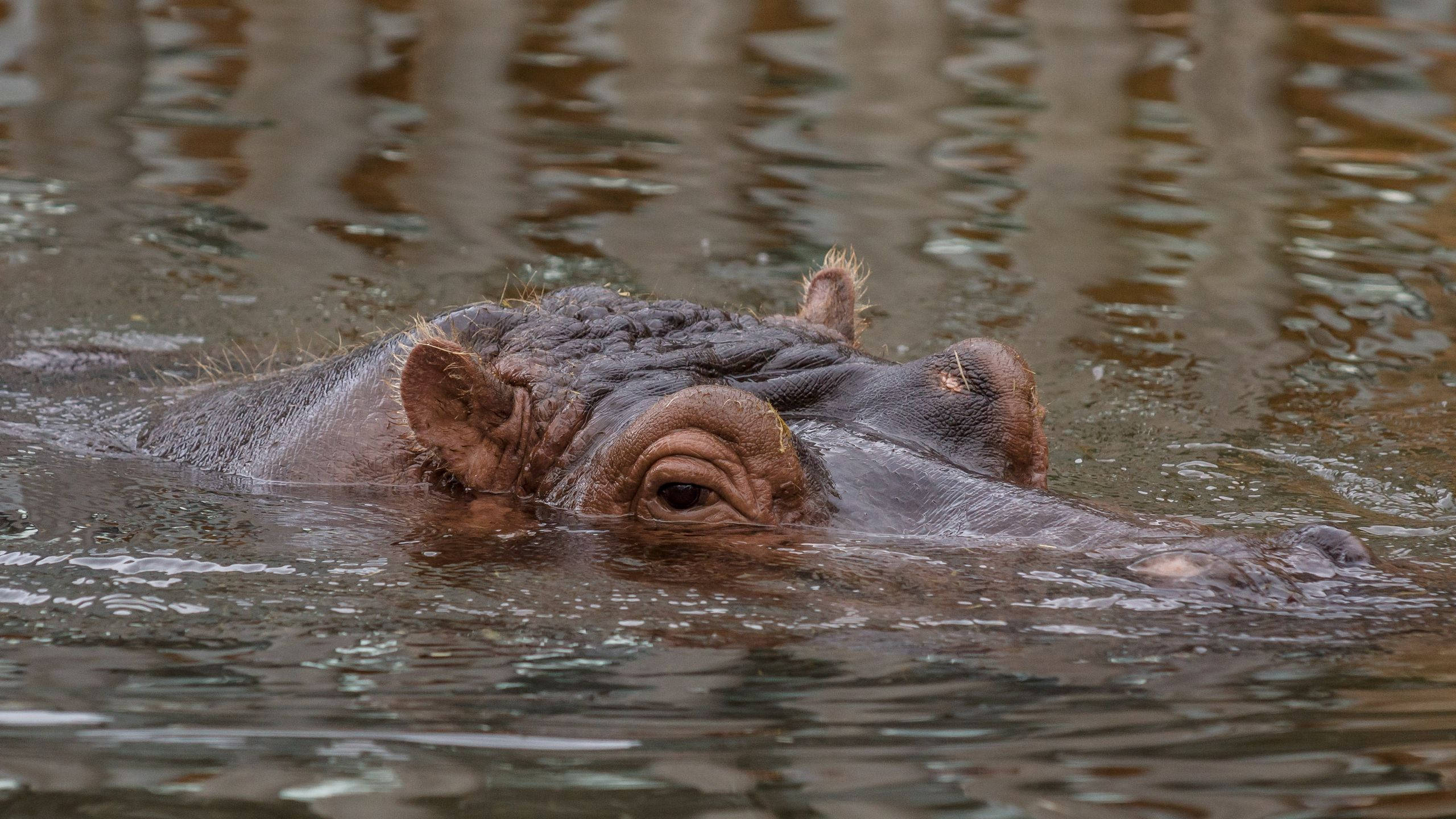 hippopotamus, massive head, murky water, 2K Desktop Wallpaper